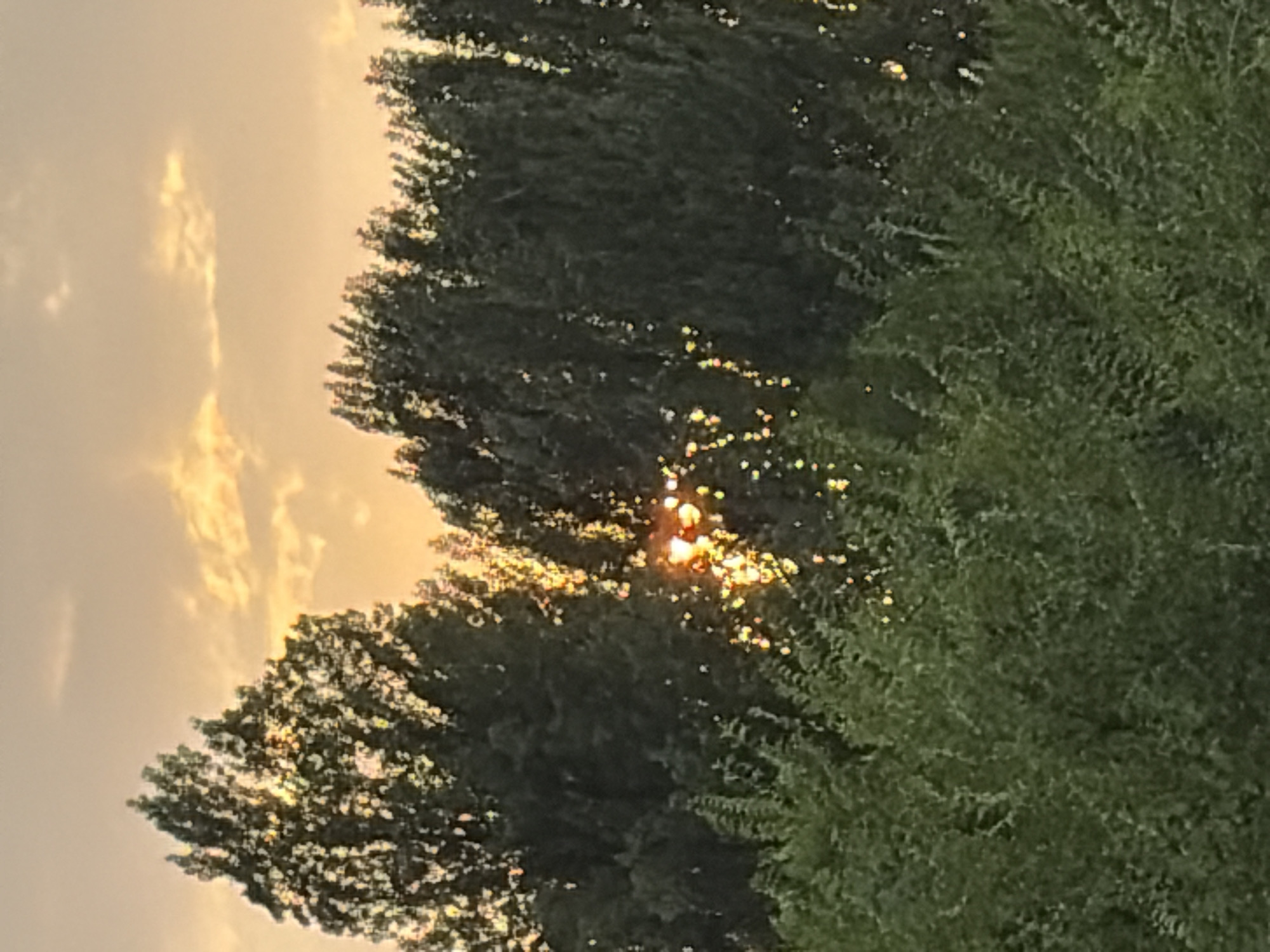 A wide-angle, eye-level shot depicts a dense forest of dark green trees against a hazy, pale orange sky. The sun is setting, and its rays are filtering through the leaves of the trees, creating a dappled effect of bright light and shadow. Some of the leaves are backlit, giving them a golden glow. In the foreground, there is a thick layer of lighter green foliage. The image is out of focus, making it difficult to discern individual leaves or details. The overall impression is one of natural beauty and serenity, with the setting sun casting a warm, ethereal light.