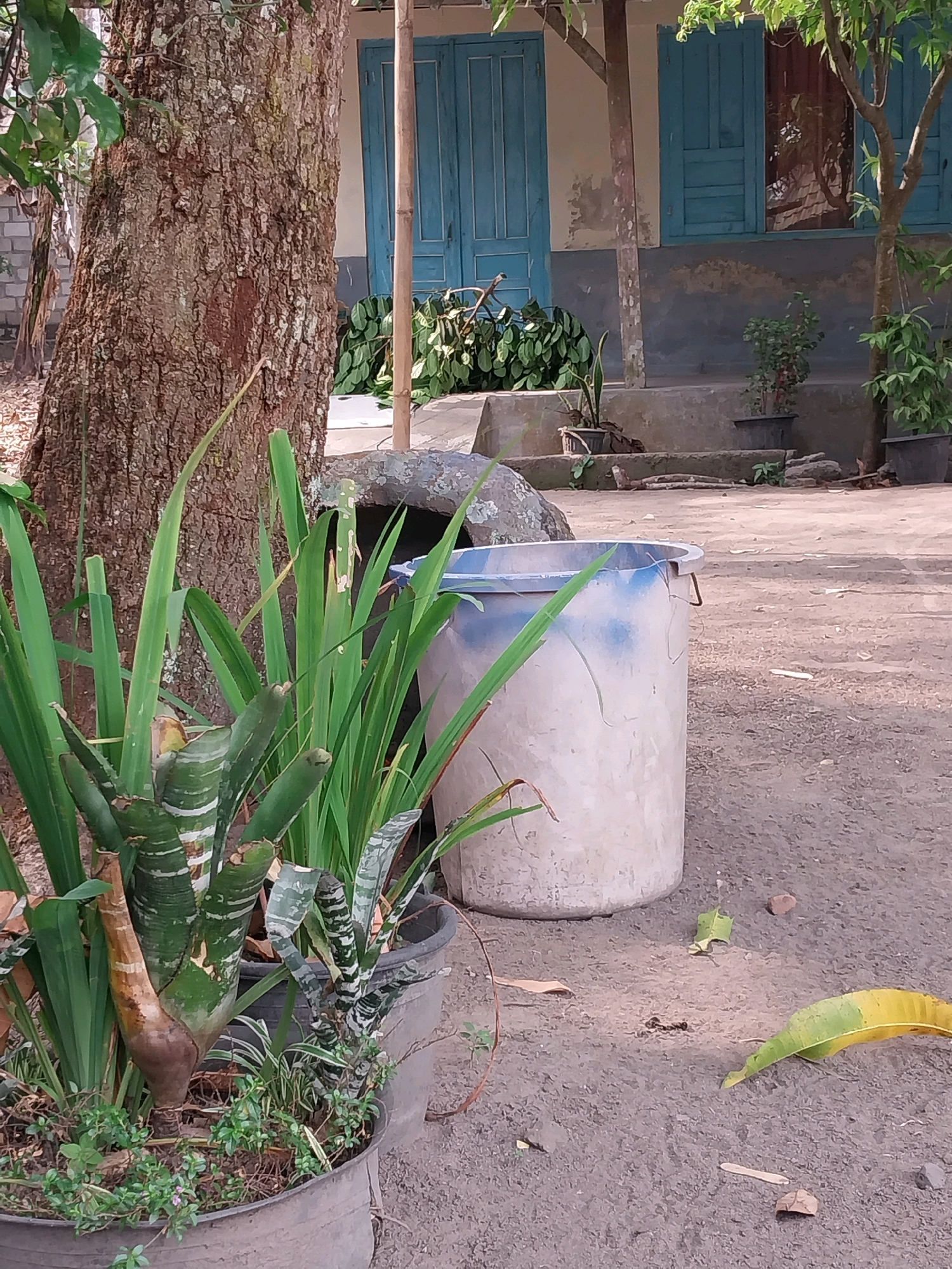 In Tijayan, Indonesia, this image captures an outdoor scene with a focus on a large tree trunk on the left, its bark textured and brown. In front of the tree, several potted plants are visible, including a large plant with broad, striped green leaves and a sturdy, brown, bulbous base, alongside other leafy green plants. To the right of the plants stands a large, light-colored cylindrical container, possibly a water barrel, with a blue rim and blue paint splotches on its surface. Behind these elements, a building with blue doors and windows is set back, appearing somewhat weathered with peeling paint. The ground is composed of dirt and gravel, with scattered leaves, including one prominently yellow and green leaf on the right side of the frame. A rock formation is also visible near the center of the image, partially obscured by the plants and the container. The lighting suggests it is daytime, with dappled sunlight creating shadows on the ground.