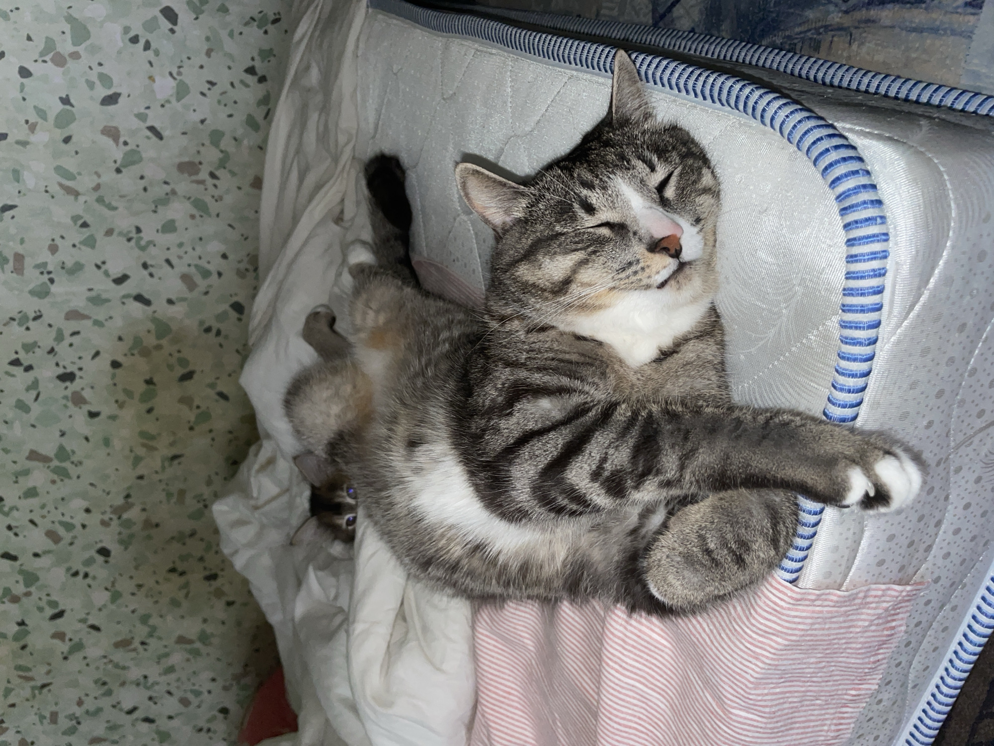 Two cats are sleeping on a mattress. The cat in the foreground is a tabby with its eyes closed and its body stretched out. The other cat is a lighter colored tabby and is partially hidden behind the first cat. The cats are on a mattress that is on the floor. The background is a wall with a speckled green and white pattern. There are white and pink striped sheets on the left side of the image. The scene appears to be an indoor setting, possibly a bedroom.
