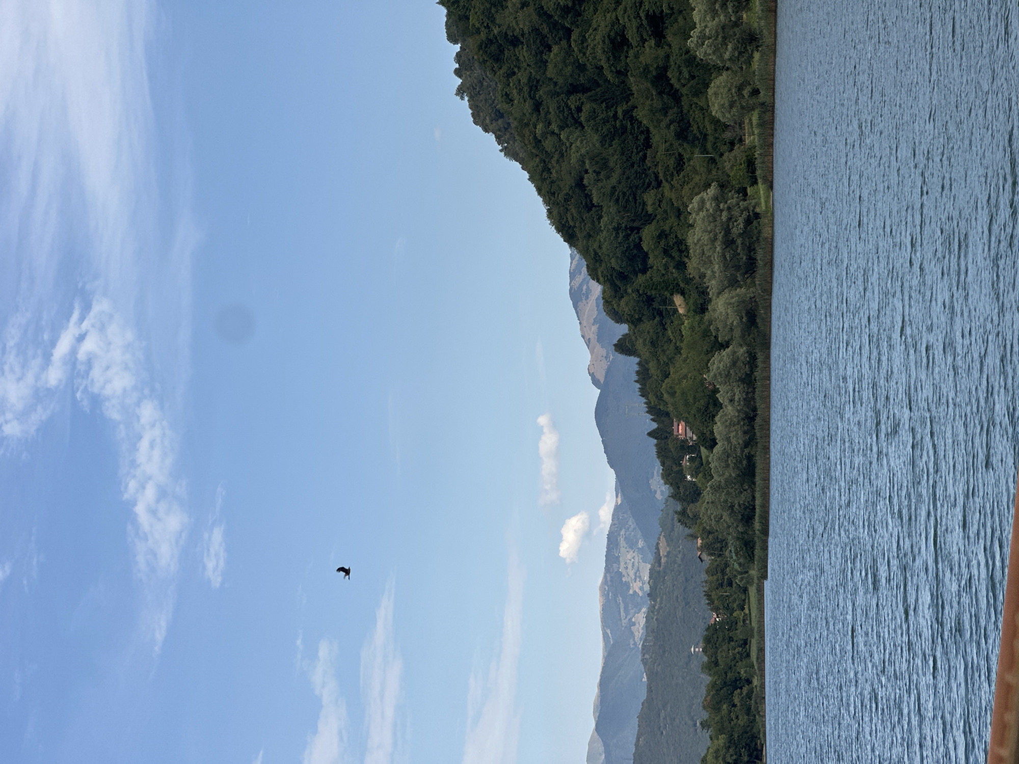 The image shows a serene landscape in Ranzanico, Italy, featuring a calm lake in the foreground and a lush green hillside with scattered houses in the background. The sky is a clear blue with a few scattered white clouds. A solitary bird is captured mid-flight in the upper left quadrant of the image. The lake's surface is slightly rippled, reflecting the soft daylight. The hillside is densely covered with trees, and a few buildings are visible nestled among the foliage, suggesting a residential area. The overall scene conveys a sense of tranquility and natural beauty.