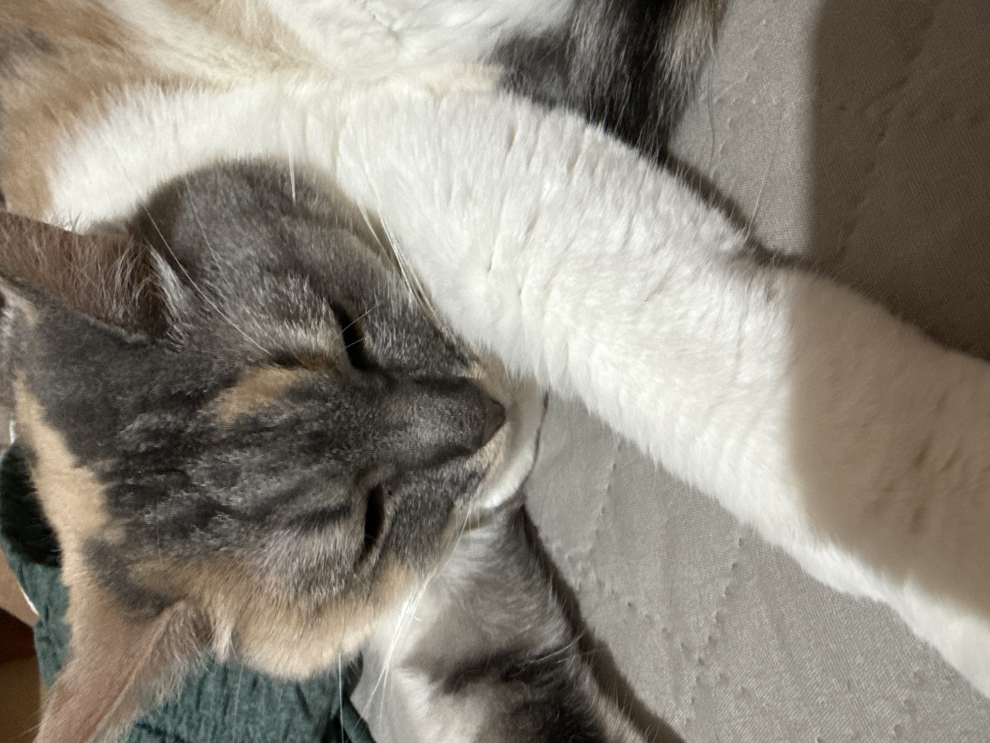 A calico cat is resting with its eyes closed and head resting on its paws on a gray quilted surface. A green blanket is visible in the upper left corner of the image. The cat's fur is a mix of white, gray, black, and orange patches. The scene is indoors.