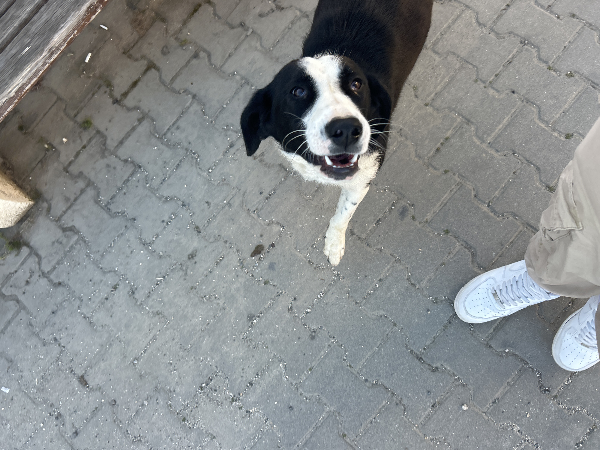 The image depicts a black and white dog standing on a gray brick-paved surface. The dog is looking up with its mouth open, as if smiling. A person's legs, clad in beige pants and white sneakers, are visible at the right edge of the frame. Part of a wooden bench is visible on the left side of the image. The presence of cigarette butts near the bench suggests an outdoor public area. The city of Zlatograd, Bulgaria is not discernible within the provided image.