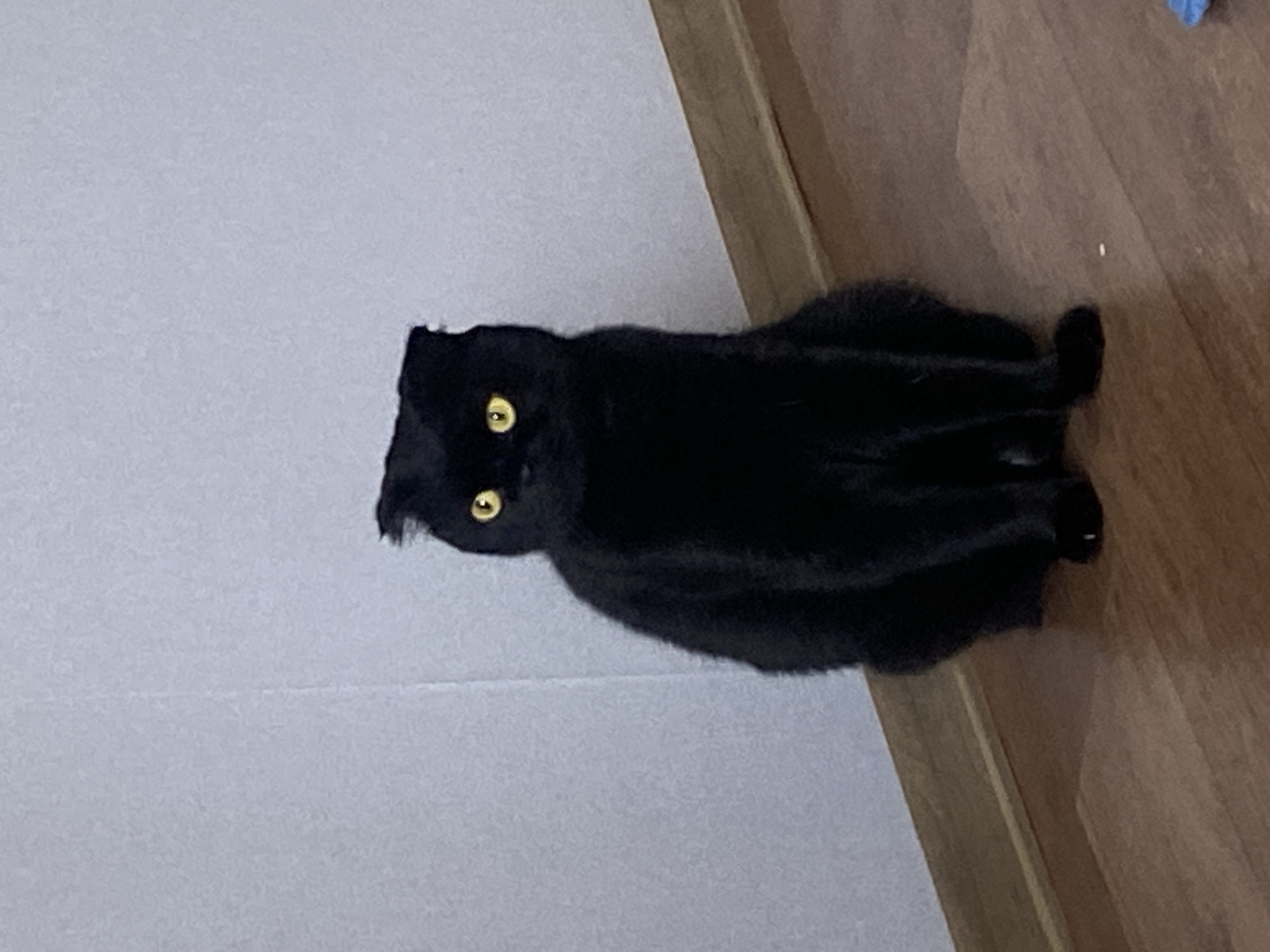 A black cat with yellow eyes is sitting on a wooden floor in front of a white wall. The cat is facing the viewer and its ears are folded down. The lighting is dim, and the background is blurred. The image appears to be a close-up shot of the cat. The location is not specified beyond "Unknown, Unknown".