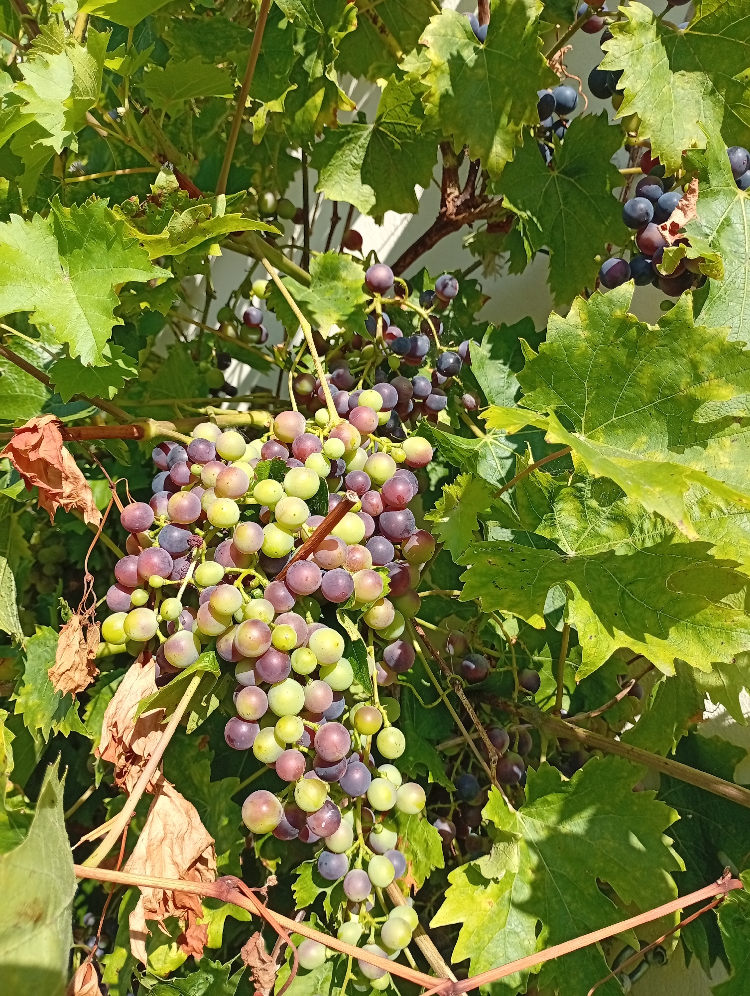 This is a close-up, medium-angle shot of a grape vine laden with ripening grapes. The grapes are clustered together and show a mix of green, light purple, and dark purple hues, indicating they are in various stages of ripeness. The vine is surrounded by large, green grape leaves, some of which are slightly curled or showing signs of minor damage. A few dried, brown leaves are also visible, providing a contrast to the fresh foliage. The background is a blurred, light-colored wall, suggesting an outdoor setting. There are no people or animals present in the image. The scene appears to be an agricultural or garden setting. The location is identified as Holm, Germany.