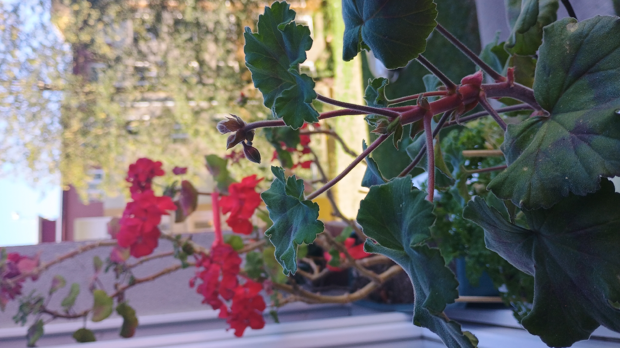In the city of Sokolov, Czechia, a close-up shot focuses on a cluster of geranium plants on a balcony. The foreground is dominated by large, dark green, velvety leaves with serrated edges, characteristic of geraniums. A reddish stem extends upwards, supporting a few small buds and some developing leaves. In the background, out of focus, are bright red geranium flowers on a taller plant, as well as a blurred view of buildings and trees, suggesting an urban setting. The overall lighting suggests it is daytime, with sunlight casting shadows and highlighting textures. There are no people or animals visible in the frame.