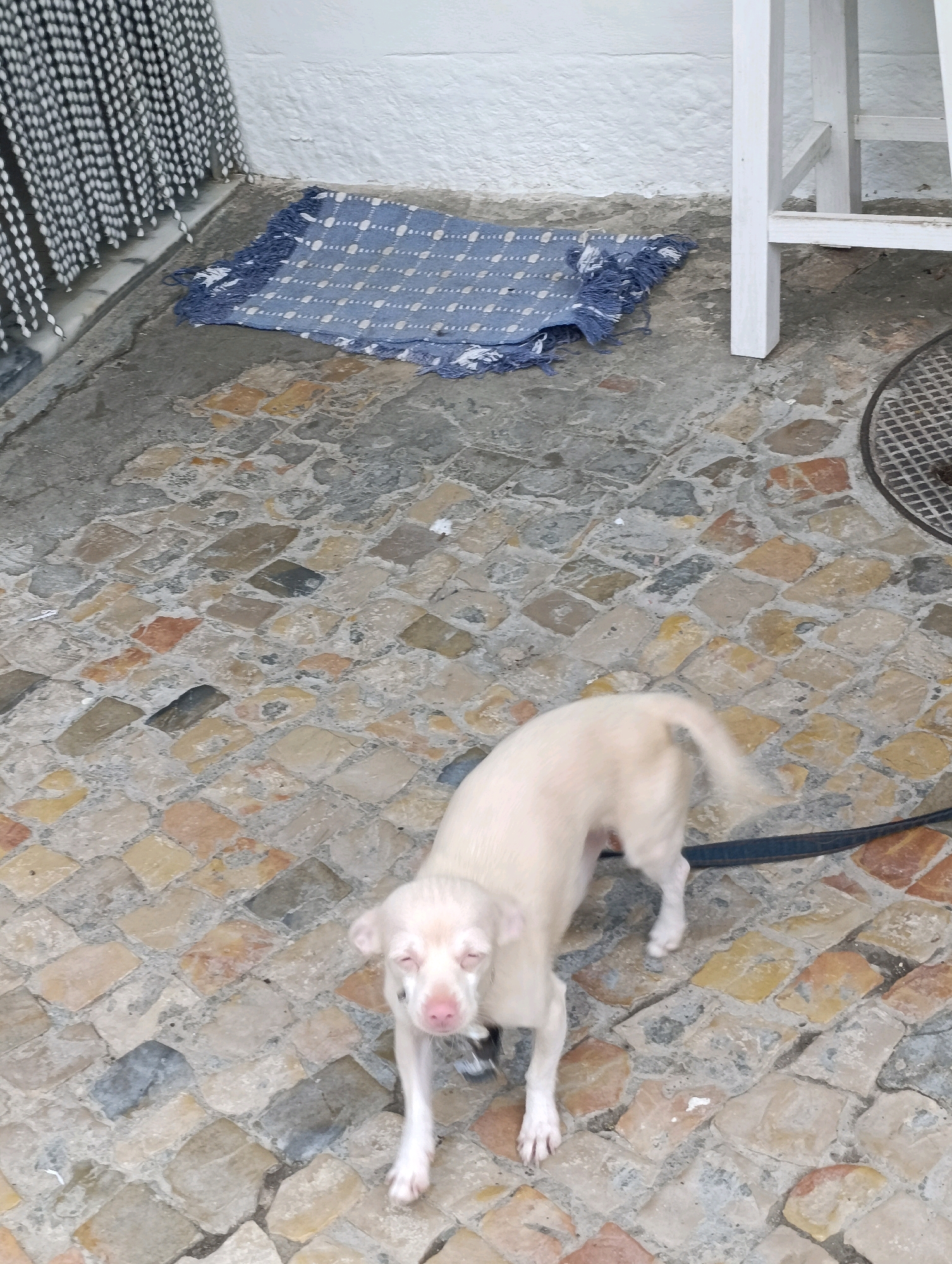 A pale white dog with pink eyes stands on a cobbled patio in Setúbal, Portugal. The dog is facing the camera, with its mouth slightly open and its tail blurred from movement. A black leash is attached to the dog's collar. To the left of the dog, a blue and white striped rug is laid on the ground, partially obscured by a beaded curtain hanging from above. In the background, a white textured wall and the legs of a white chair are visible. The ground is made of irregular-shaped stones in various shades of grey, beige, and orange. A circular metal grate is also visible on the ground to the right of the dog.