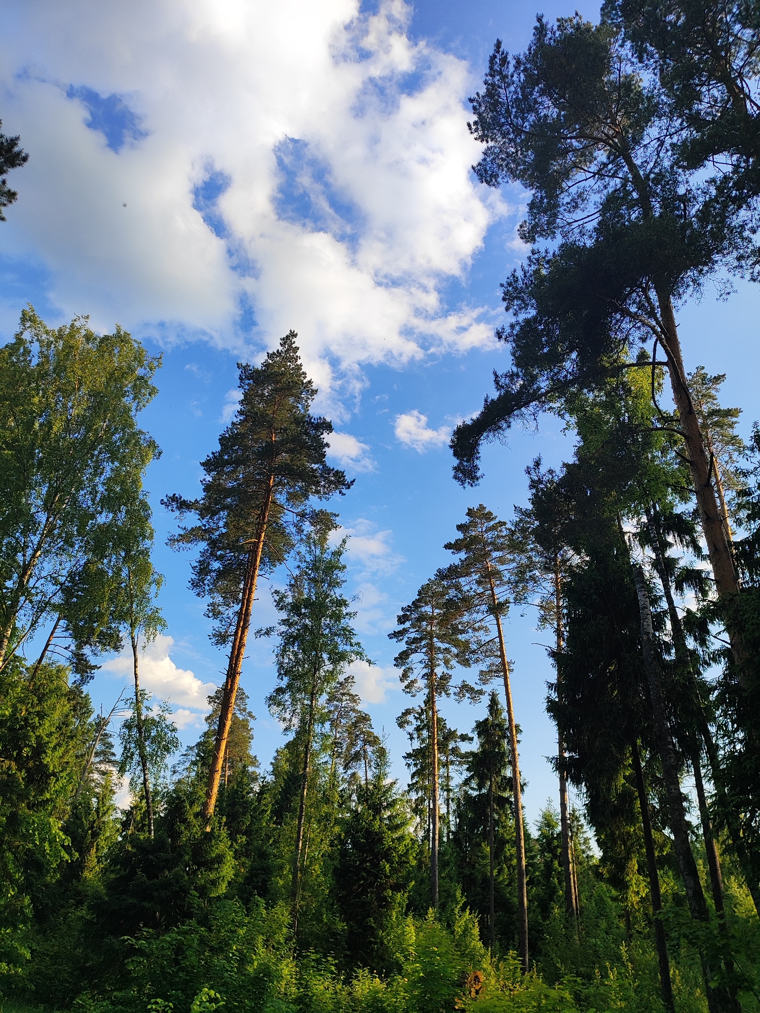 The image presents a serene view of a mixed forest, captured from a low-angle perspective looking upwards through the tree canopy towards the sky. Tall, slender trees dominate the frame, with coniferous varieties, likely pines, featuring dark green foliage and prominent, straight trunks reaching high into the sky. Interspersed among them are deciduous trees, possibly birches, characterized by their lighter green leaves and somewhat lighter bark. The lower portion of the image shows a dense undergrowth of various green bushes and younger trees, contributing to the rich forest environment.
Above the tree line, a clear blue sky is visible, adorned with scattered, fluffy white cumulus clouds. The lighting suggests it is daytime, with patches of sunlight illuminating some of the tree trunks and foliage, creating a sense of depth and warmth. There is no specific activity or event depicted; the image is a tranquil landscape of nature. No people, man-made objects, or visible text are present. The scene evokes a peaceful and natural atmosphere, typical of a forest setting in areas like Mednoye-Vlasovo, Russia.