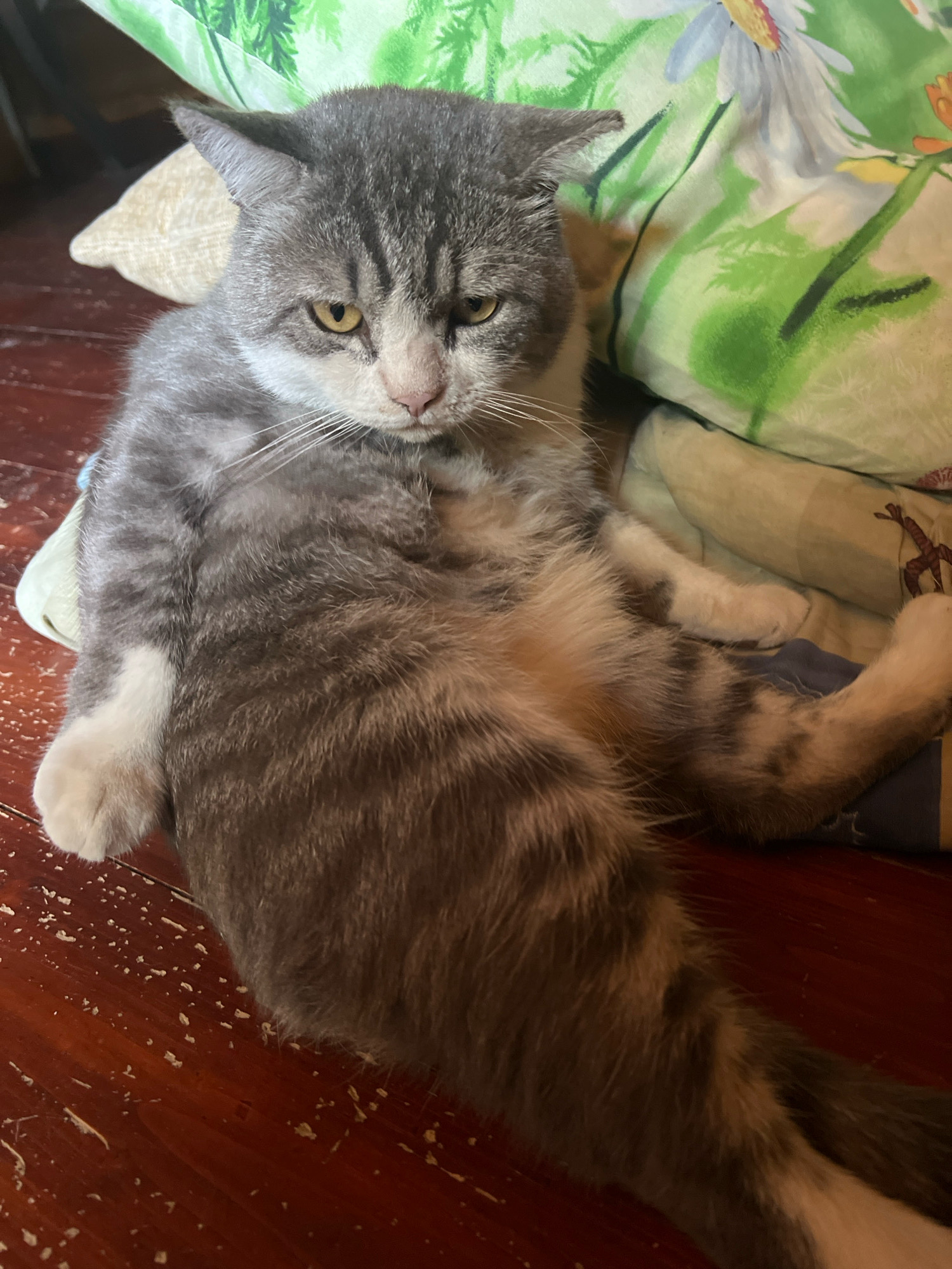 A grey and white cat is lying on its back on a dark red wooden floor. The cat's front paws are extended upwards, and its hind legs are splayed out. It has yellow eyes and is looking towards the camera with a grumpy expression. Behind the cat, a green pillow with a floral pattern is visible, along with a beige cushion. The floor is scattered with small white debris. The image was taken indoors, likely in a residential setting in Chernorech'e, Russia.