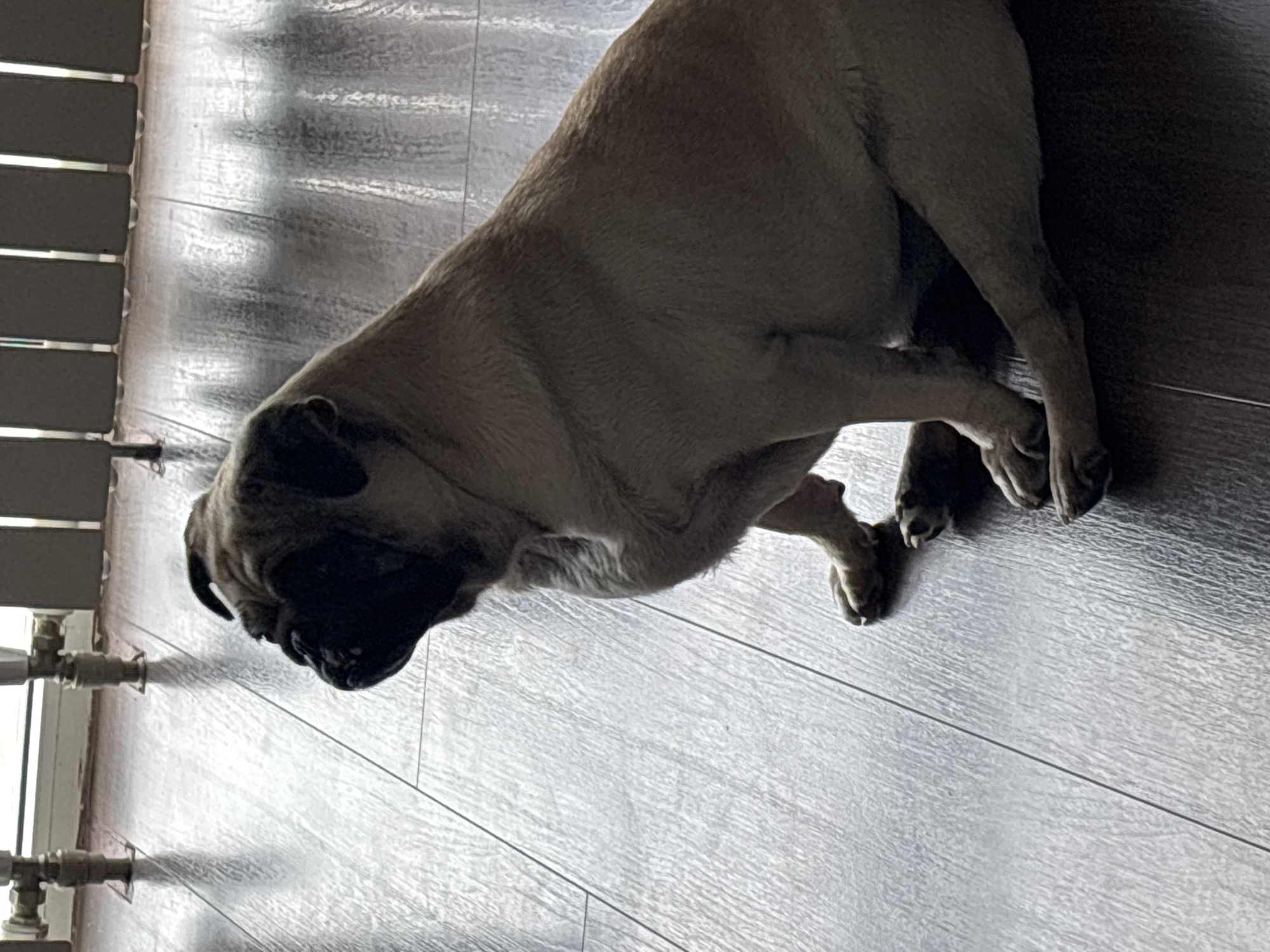 The image shows a fawn-colored pug sitting on a dark wooden floor. The pug is facing to the left, with its head turned slightly away from the camera. The pug's fur is short and smooth, and it has the characteristic wrinkled face of the breed. The floor is made of planks with a visible wood grain. In the background, there is a radiator and a window, with sunlight casting shadows on the floor. The scene is dimly lit, creating a moody atmosphere. There is no indication of the image being taken in Sochi, Russia.