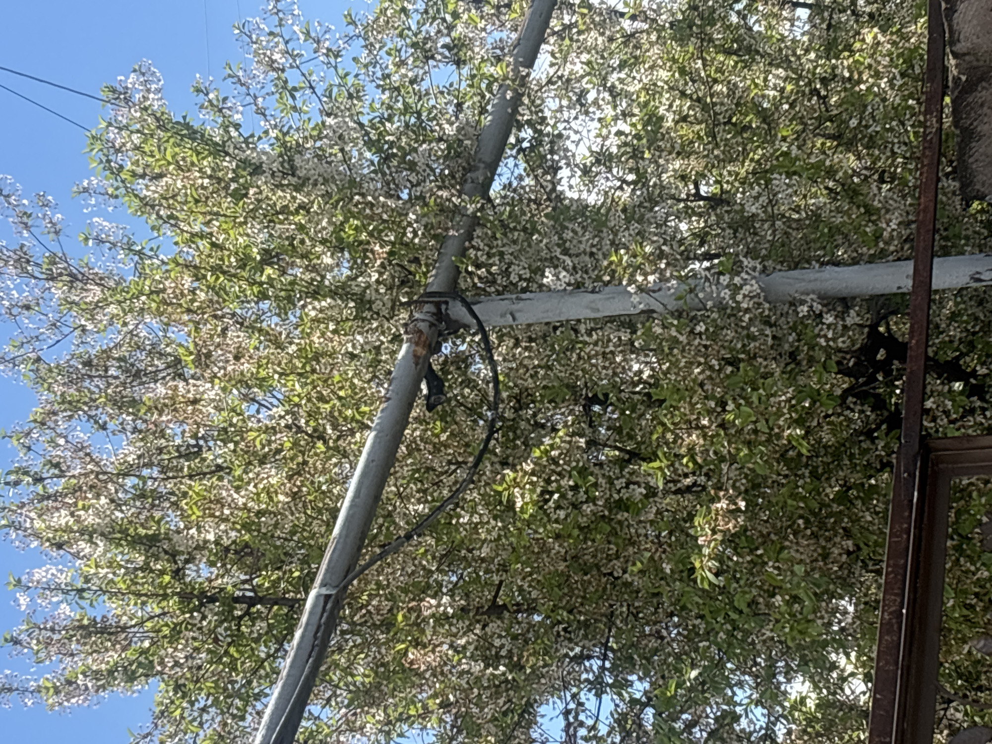 The image shows a tree with white blossoms and green leaves, possibly in full bloom, set against a blue sky. A metal pole extends diagonally across the frame, partially obscuring the tree. Another, rusted metal structure is visible on the right side of the image. The location appears to be an urban setting, but precise details regarding Gyumri, Armenia, are not discernible from the image alone.