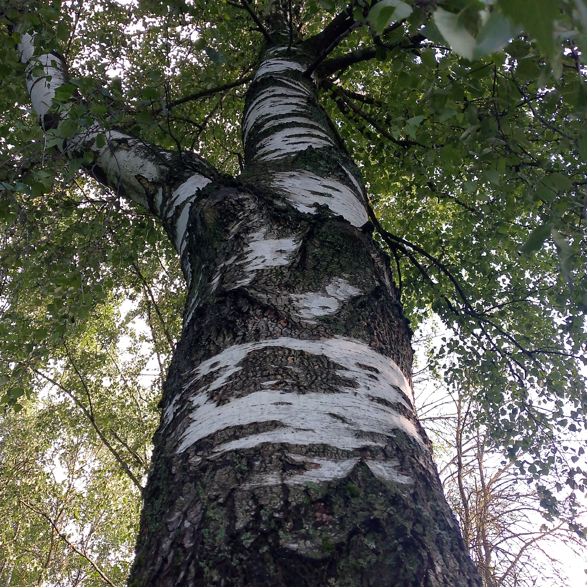 The image captures an upward-looking perspective of a birch tree trunk and its canopy against a bright sky. The trunk is prominent in the foreground, featuring the characteristic white bark with dark horizontal markings and patches of dark, textured bark, some of which is covered in green moss. The tree branches extend upwards and outwards, supporting a dense canopy of green leaves that filter the sunlight, creating a dappled effect. In the background, other trees and branches are visible, some bare and silhouetted against the sky. The lighting suggests it is daytime, likely with the sun positioned above and behind the tree. The scene appears to be in a natural outdoor setting, possibly a park or wooded area, given the density of trees. There are no people or visible man-made structures in the frame. The location in the city of Vyazniki, Russia, is noted as the context of this outdoor scene.