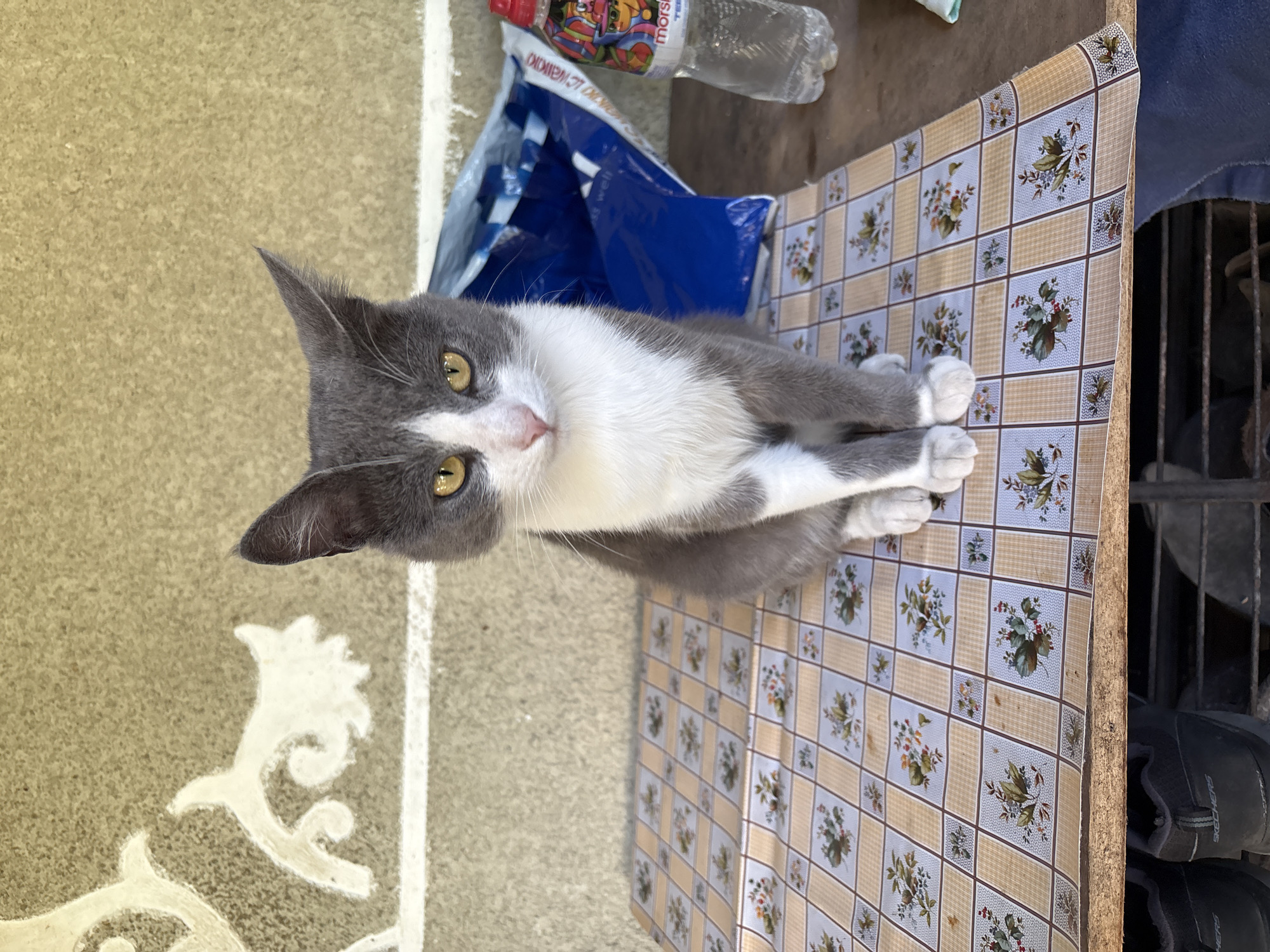 The image depicts a medium shot of a gray and white cat sitting on a table covered with a patterned tablecloth. The cat is facing the camera, with its yellow eyes looking directly at the viewer. The background consists of a textured wall with a decorative white pattern and some items on a shelf, including a blue plastic bag and a bottle of water. The scene appears to be outdoors, possibly in a backyard or patio area. No specific location within Lanivtsi, Ukraine, can be identified from the image alone.
