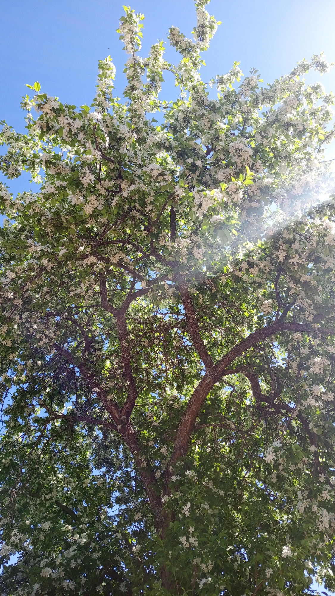 A large tree fills the frame, its branches densely covered with white blossoms and green leaves against a bright blue sky. Sunlight filters through the foliage, creating a dappled effect and a lens flare in the upper right corner. The tree's trunk is visible at the center of the frame, with several large branches extending outwards. The location is in the city of Уральское, Russia.