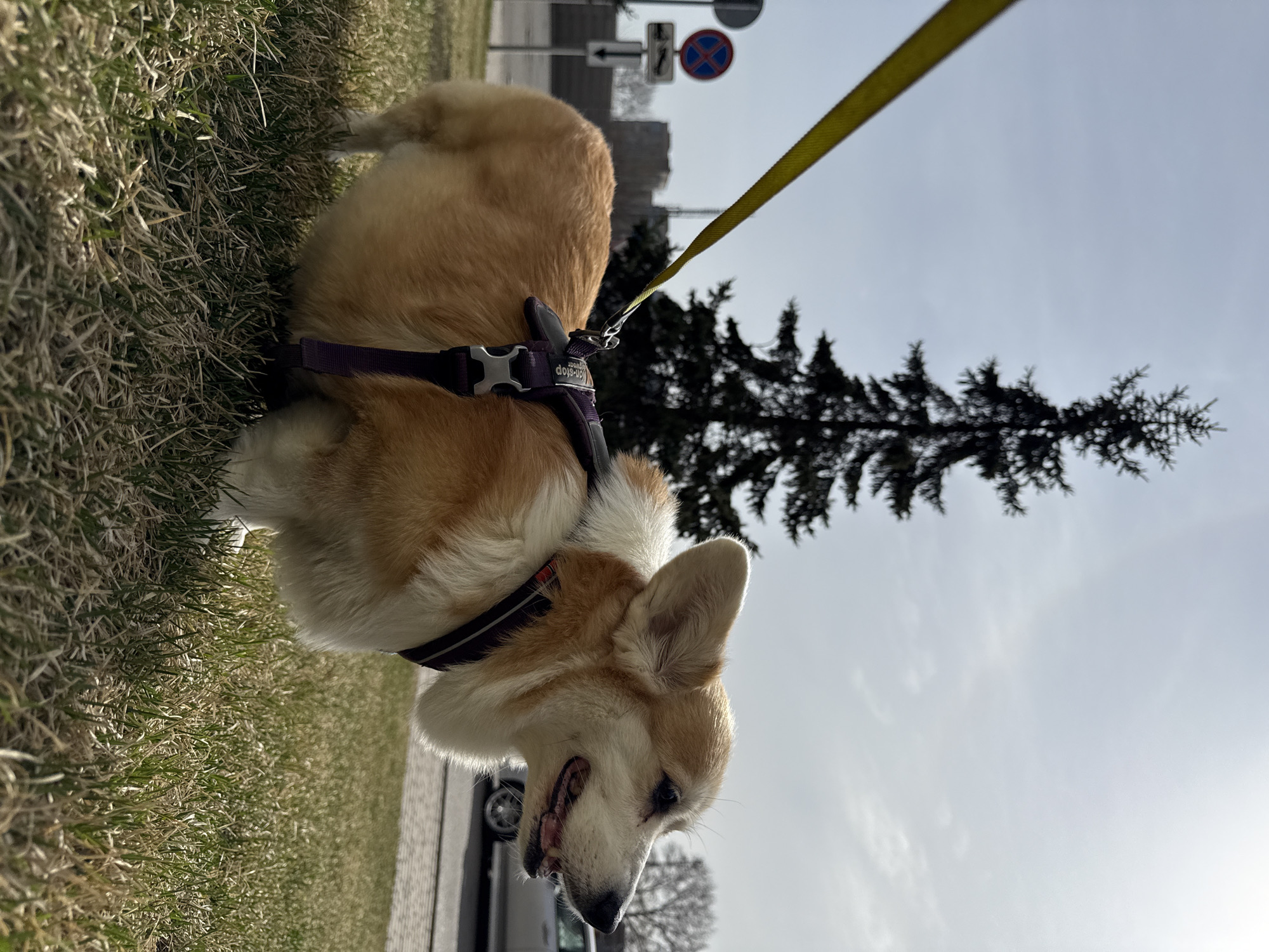 An eye-level outdoor shot captures a Pembroke Welsh Corgi, sporting a tan and white coat, standing on a patch of grass. The dog wears a dark purple harness with "non-stop" visible on it, connected to a bright yellow leash that extends upwards and to the left. Its mouth is slightly ajar, and it appears to be looking towards the right side of the frame, giving it a curious or relaxed expression.
The setting combines natural elements with an urban environment. The grass on which the dog stands shows a mix of green and drier blades. A paved surface, likely a sidewalk or road, runs parallel to the grassy area. In the background, a tall, dark evergreen tree stands prominently against a bright, cloudy sky. Further back, several road signs are visible, including a distinctive "no stopping" sign (red circle with a blue background and red cross) and an arrow sign. Parts of buildings and a car are also discernible, indicating an urban or suburban location in Krasnoyarsk, Russia. The lighting suggests a bright daytime, possibly sunny, with soft shadows visible on the grass. The image portrays a tranquil moment of a dog outdoors.