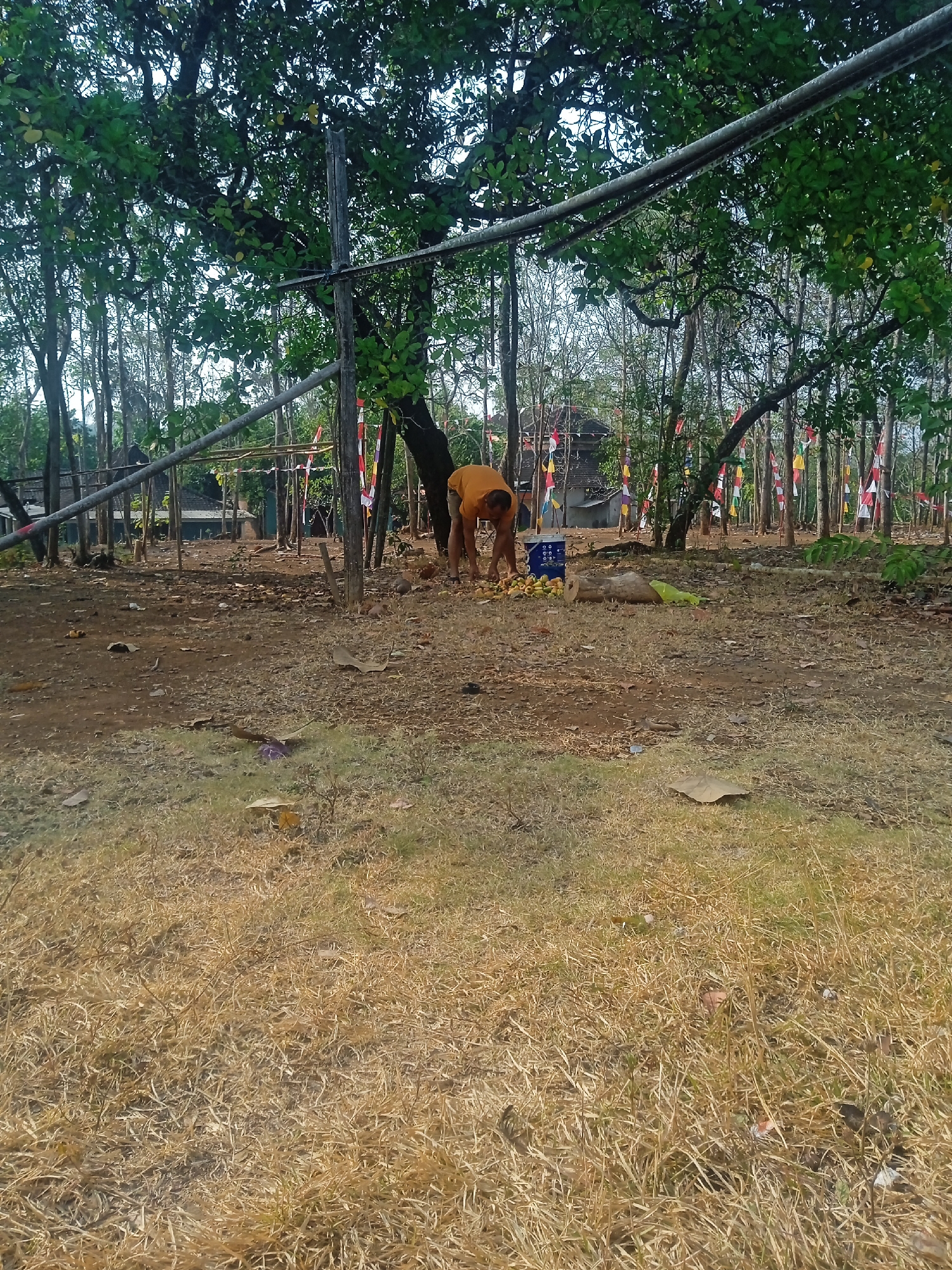 In Jatisrono, Indonesia, a person in an orange shirt bends down to collect fruit from the ground near a blue bucket. The scene is set outdoors in a dry, grassy area with scattered leaves and dirt. Several trees with lush green foliage are present in the background, along with a building and a line of small, colorful flags on poles, suggesting a festive or commemorative occasion. A wooden pole and some metal pipes are visible, possibly part of a structure or support system. The ground is uneven, with dry grass in the foreground and patchy vegetation further back.