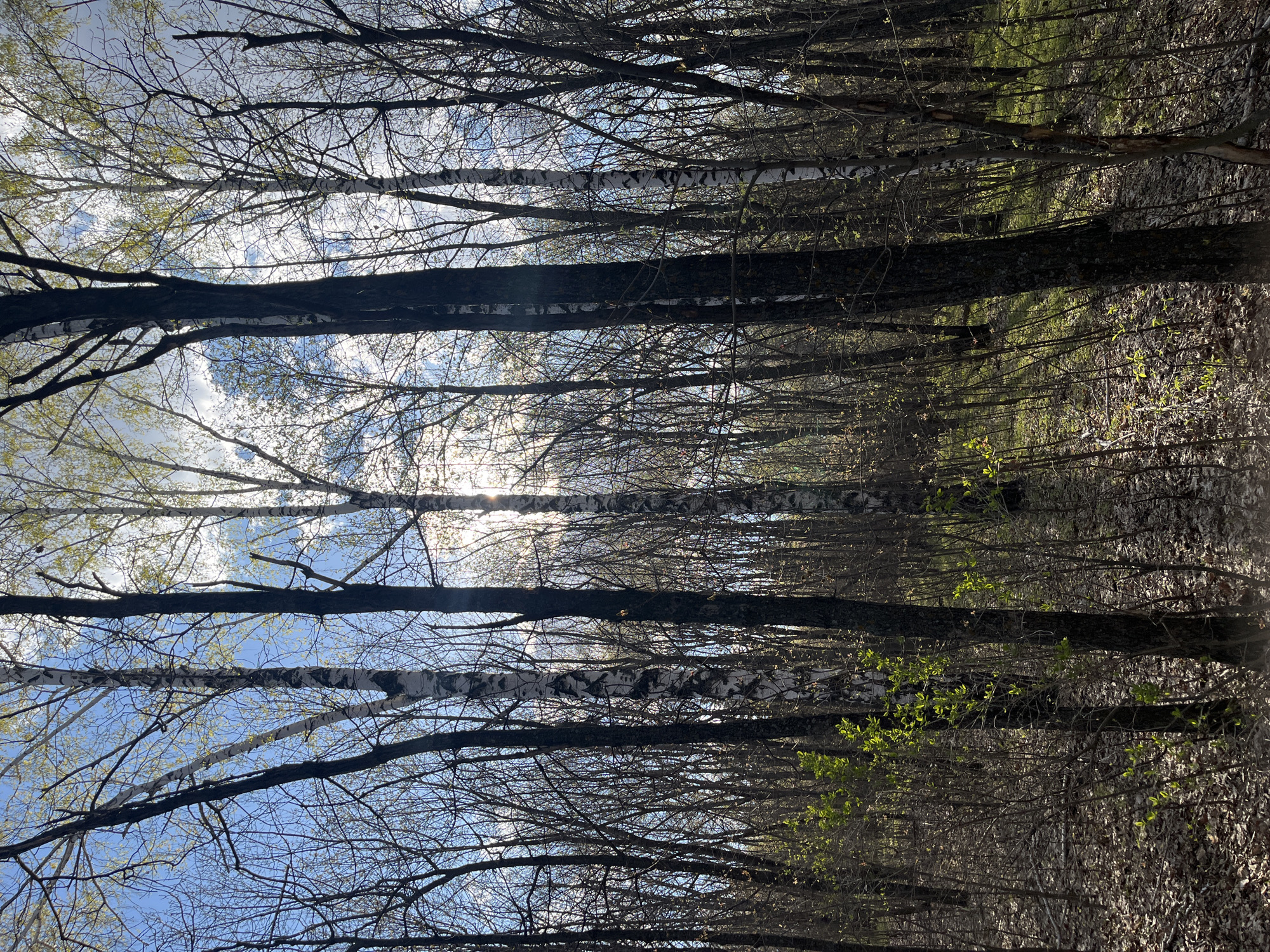 The image depicts a forest scene in Ulyanovsk, Russia. There are many birch trees with their distinctive white bark visible, mixed with trees that have darker bark. The trees are mostly bare of leaves, though some budding leaves are apparent, suggesting early spring. The ground is covered with fallen leaves. The sky is visible through the tree canopy, revealing a blue sky with scattered clouds. The trunks of the trees seem to align in rows creating a forest path.