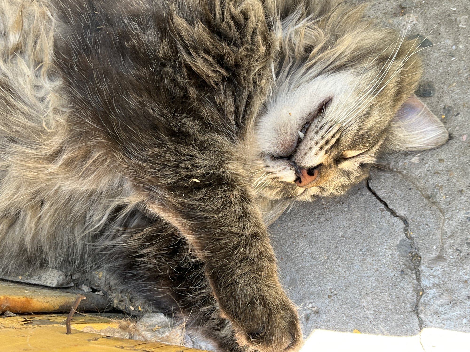 A tabby cat is lying on its back on a cracked concrete surface next to a yellow, weathered surface with a rusty nail protruding from it. The cat's eyes are closed, and its mouth is slightly open, revealing its teeth. Its fur is long and appears to be a mix of brown, grey, and white. The cat's left paw is extended upwards. The scene is outdoors, with sunlight casting shadows on the ground. The location is specified as Krasnyye Barrikady, Russia.