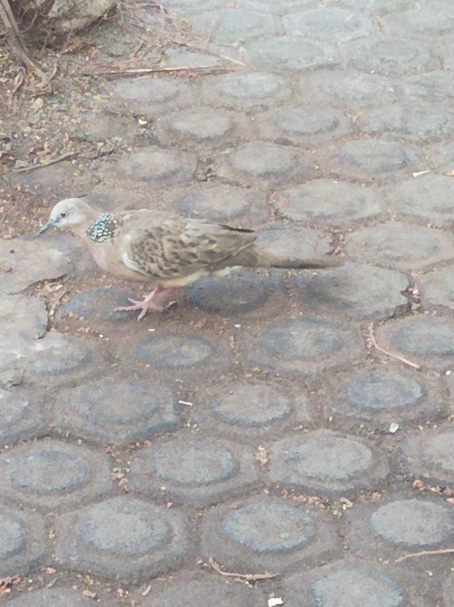A spotted dove stands on a textured, cobblestone-like ground surface. The bird is facing left, with its head slightly lowered. Its plumage is a mix of brown and grey, with distinctive black and white spots on its neck. The ground is composed of oval-shaped, dark grey stones arranged in a pattern, with small pebbles and debris scattered in the gaps between them. The background is blurred, suggesting it is out of focus. The lighting appears to be natural, possibly daylight. The scene is set in an outdoor environment in Nganjuk, Indonesia.