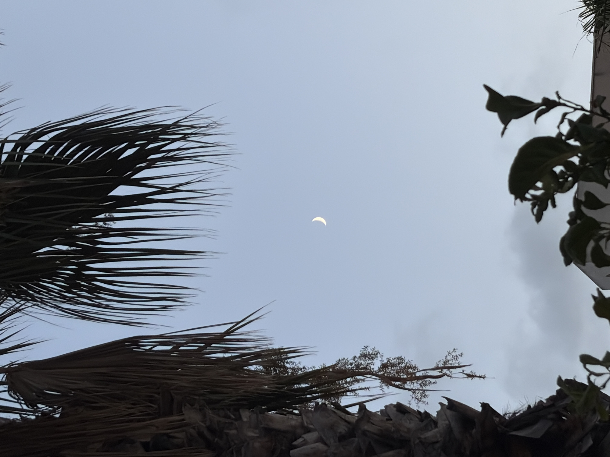 The image shows a view of the sky from below, with silhouettes of palm fronds and foliage in the foreground. A thin crescent moon is visible in the pale blue sky. The lower portion of the image shows some indistinct shapes of leaves and branches, with a hint of a building or structure. The scene suggests an outdoor setting, possibly a garden or park in Orihuela, Spain, at dusk or dawn.