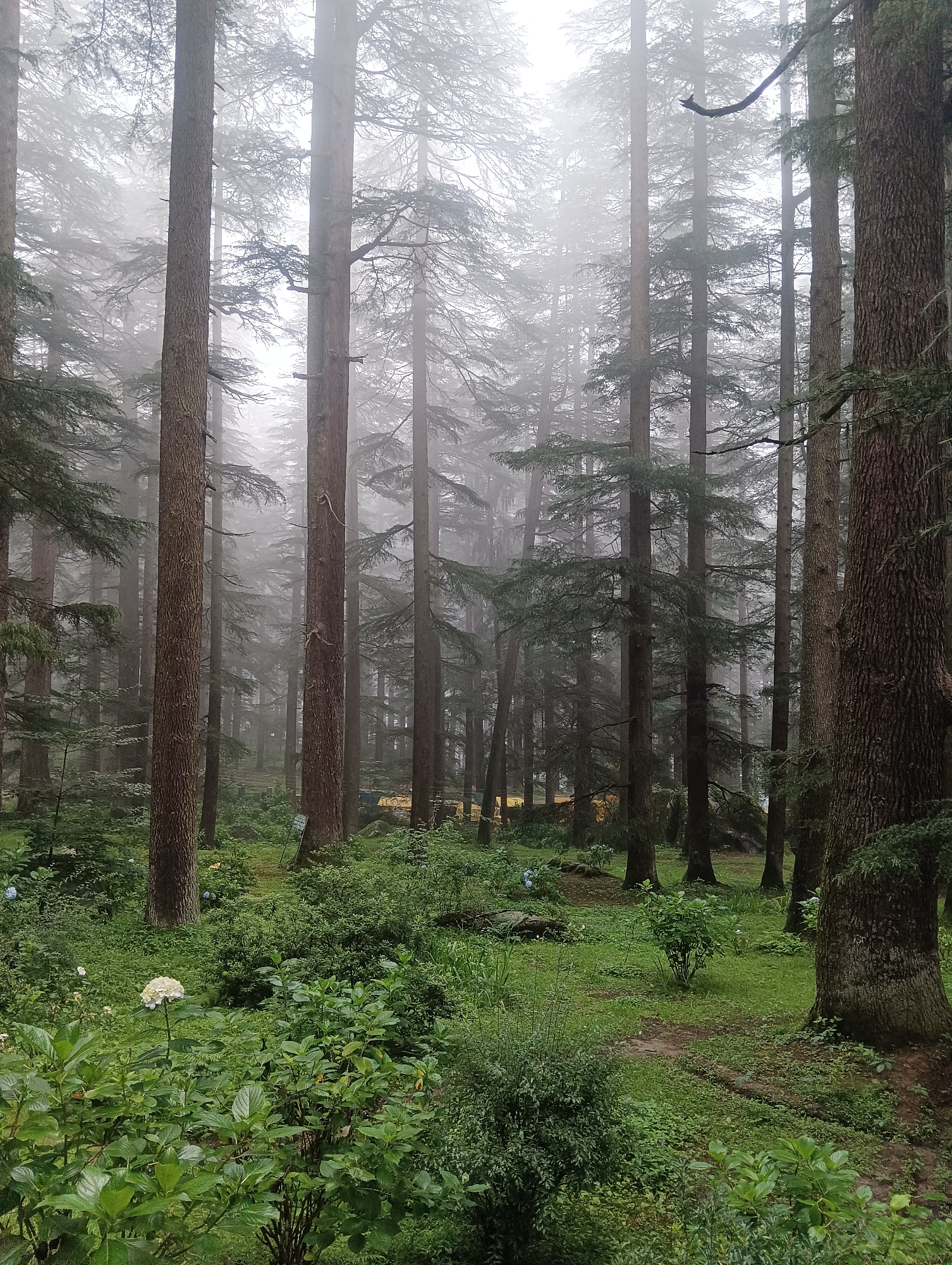 The image depicts a dense forest of tall pine trees, shrouded in a thick layer of fog, creating a mystical and serene atmosphere. The trees are very tall and slender with dark, rough bark, and their branches are covered in green pine needles. The forest floor is carpeted with lush green grass and various low-lying bushes and plants. In the foreground, a cluster of white flowers, possibly hydrangeas, adds a touch of color to the predominantly green and brown landscape. A faint path can be seen winding through the trees in the background, suggesting a hiking trail or a walkway. The fog is so dense that it obscures the view of the sky and the distant parts of the forest, giving the impression of being in a secluded and otherworldly place. The overall mood is one of tranquility and natural beauty, with the fog adding an element of mystery. The location is described as a place within the city of Manali, India.