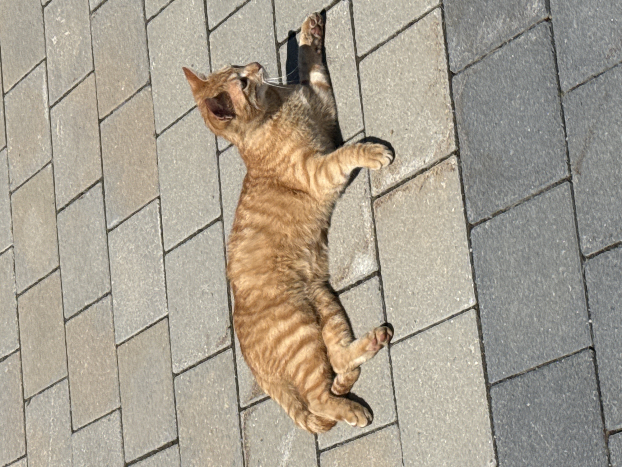 A ginger tabby cat is lying on its back on a paved surface of gray rectangular stones. The cat is positioned diagonally across the frame, with its head near the upper left corner and its hind legs near the lower right corner. The cat's front paws are outstretched and its rear paws are crossed. The cat's body displays a striped pattern in shades of orange and brown. The lighting is bright, casting a shadow from the cat onto the stones to its right.
The location of this image is unknown and cannot be identified as Sofia, Bulgaria.