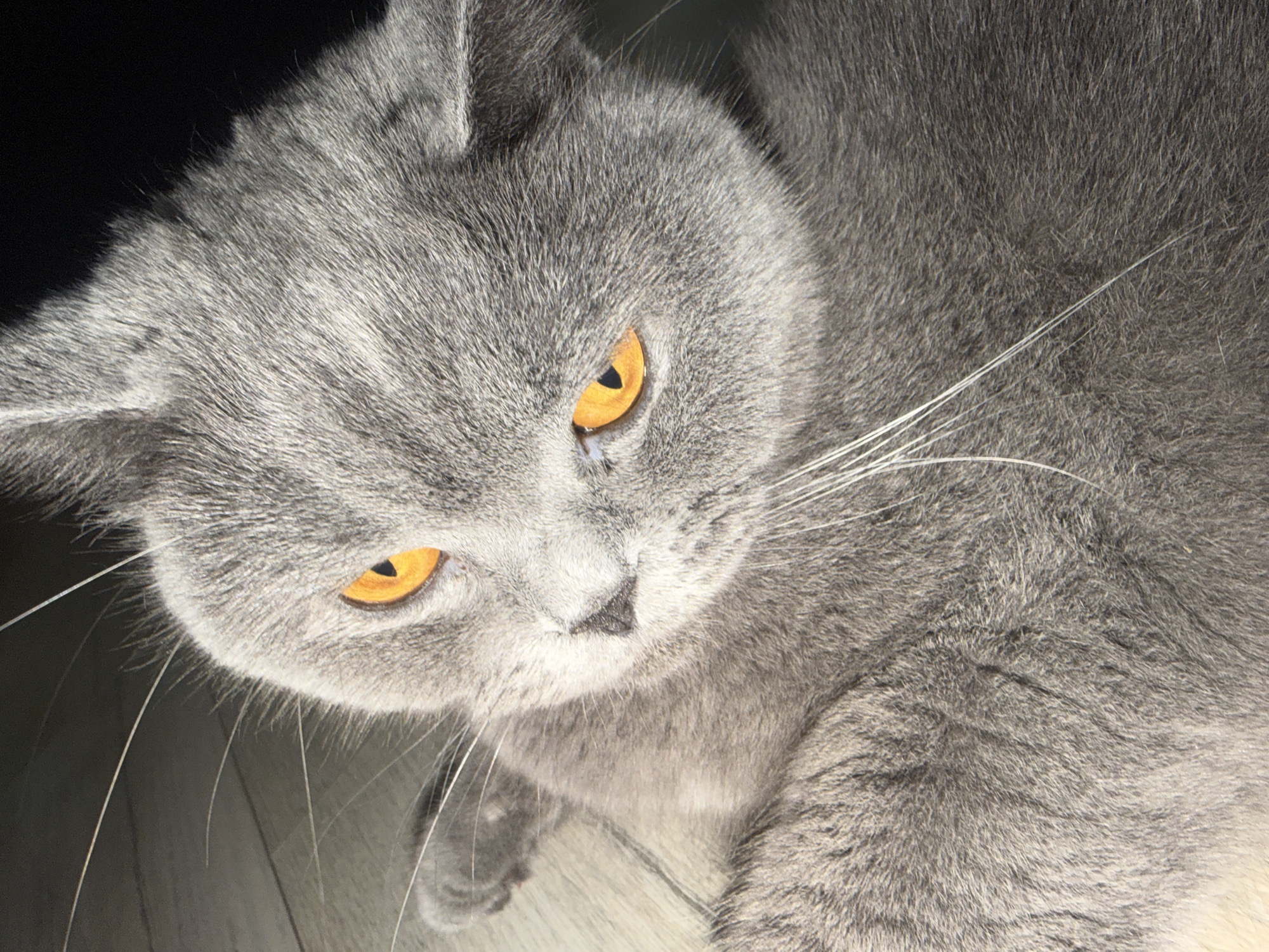 The image shows a close-up, overhead view of a grey British Shorthair cat lying down, with its head tilted slightly. The cat has bright orange eyes and long white whiskers. The background appears to be a wooden floor and a dark area. There is no information in the image to suggest a location in Szczecin, Poland, or any other specific city.