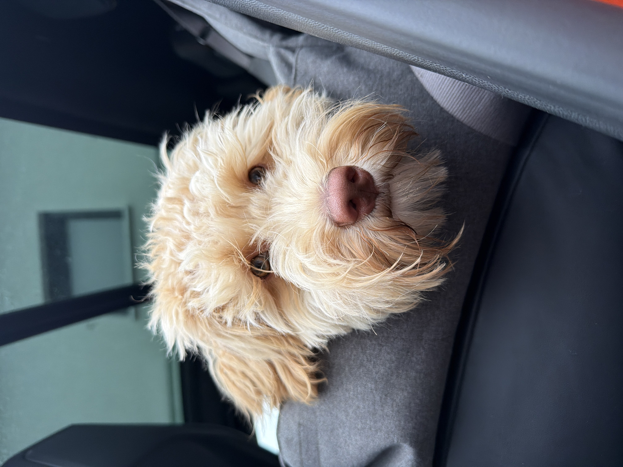 In the city of Poing, Germany, a light-brown dog with shaggy fur is peeking out from a grey fabric carrier in a vehicle. The dog's head and snout are visible, with its pink nose prominent. The background shows the car's interior, including the tinted window and black leather seat. The lighting suggests it is daytime.