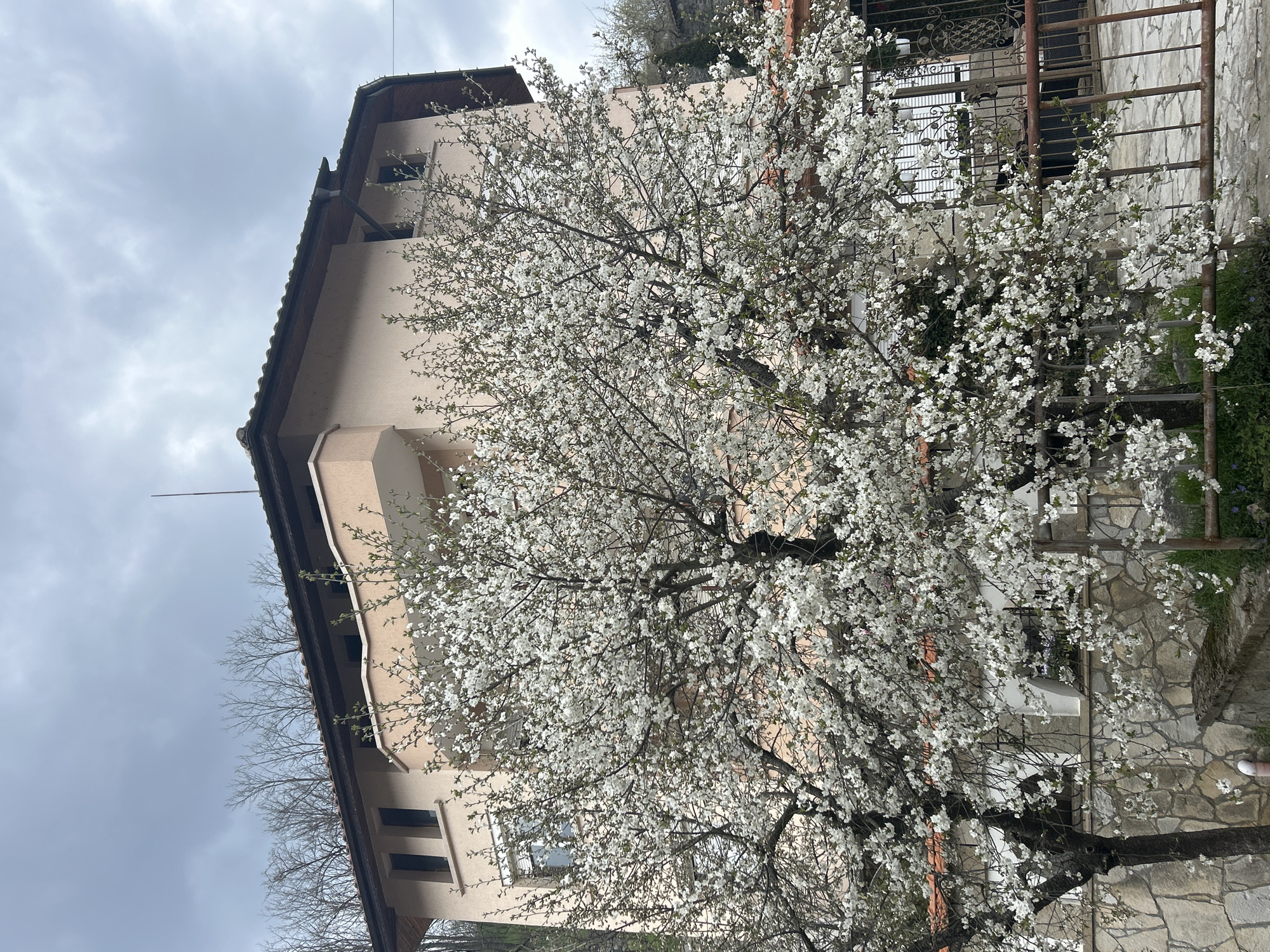 The image shows a flowering tree in front of a two-story building in Zlatograd, Bulgaria. The building is light beige with a brown roof and dark-framed windows. To the right of the building is a stone wall with a metal fence. The sky is overcast. The tree is covered in white blossoms.