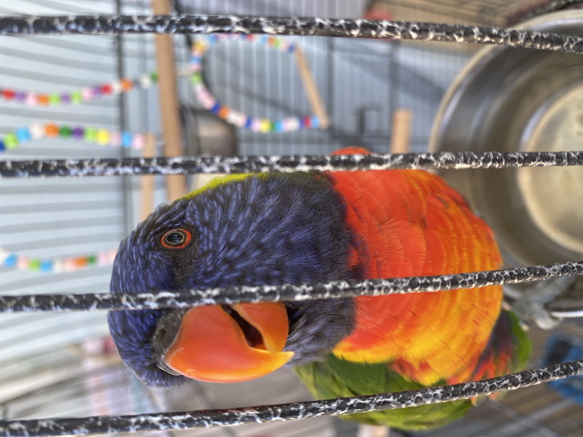 A Rainbow Lorikeet is in a cage. The bird has a dark blue head, a bright orange beak, and an orange and yellow body with green wings. The background of the cage includes a colorful beaded toy and a metal food or water dish. The location is likely a domestic setting, and there is no specific information to confirm this image was taken in Alanya, Turkey.