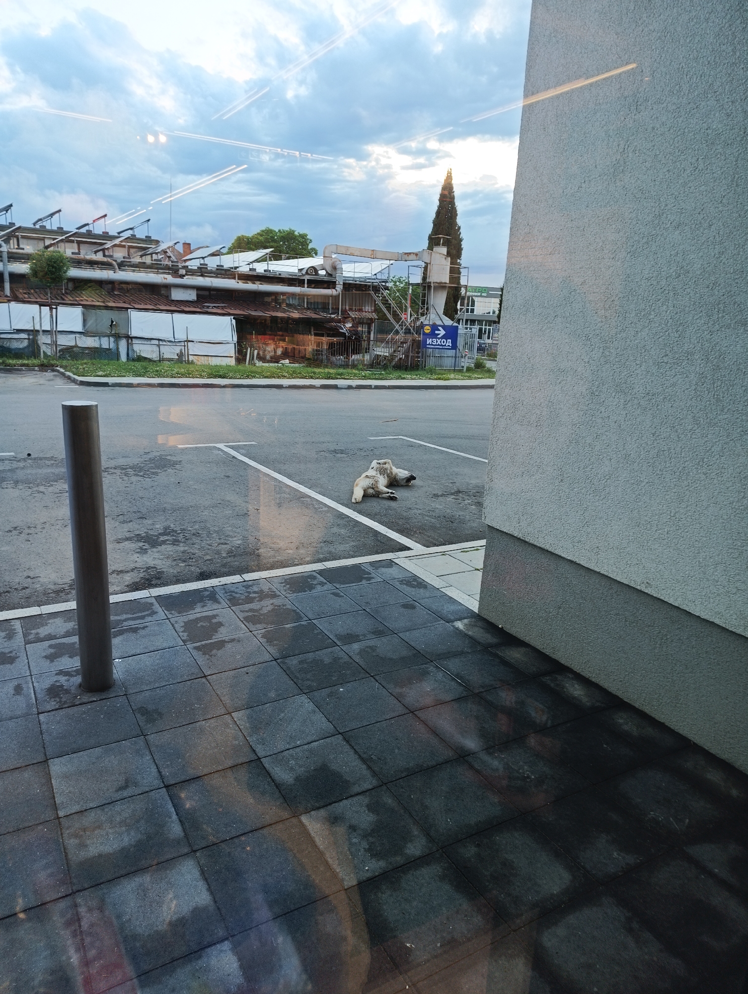 The image, taken in Karnobat, Bulgaria, captures an outdoor scene from what appears to be inside a building, looking out through a window. In the immediate foreground, dark grey square paving tiles are visible, along with a vertical metal bollard to the left. The tiles show signs of dampness and reflections, which extend to the asphalt parking area beyond.
The central subject is a large, light-colored dog, possibly white or cream, lying on its back with its paws up in a relaxed posture within a parking space. White parking lines are visible on the asphalt.
In the midground and background, an urban or semi-industrial landscape unfolds under an overcast sky. A prominent, tall and slender evergreen tree stands to the right of the background structures. A blue sign with a white arrow pointing right and the Cyrillic word "ИЗХОД" (IZHOD), meaning "EXIT," is visible near the tree. The background features various older buildings, some appearing industrial or in a state of disrepair, with corrugated roofs, pipes, and some makeshift enclosures.
The photo appears to be taken during daytime, possibly morning or late afternoon, given the soft, diffused light and cloudy sky. Numerous bright, linear reflections, likely from internal lights or objects, are visible across the image, particularly in the sky and on the dark floor tiles, indicating the photo was taken through a window. The ground in the parking area also appears somewhat wet.