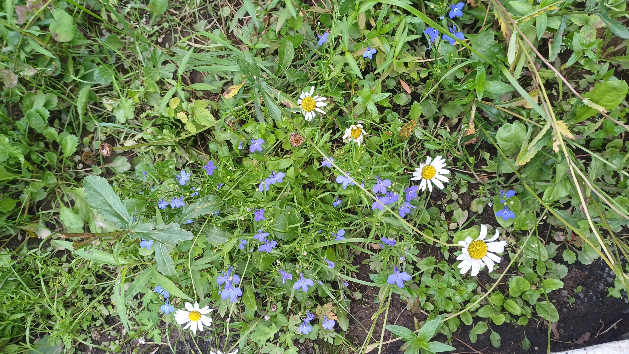 The image depicts a patch of ground covered in grass and various small flowers, primarily daisies with white petals and yellow centers, and small blue flowers. Some dried seed heads are also visible amongst the green foliage. The scene is outdoors, in what appears to be a garden or a natural area, with soil visible in patches. There are no people or animals present. The lighting suggests it is daytime. The location is a residential area in Izhevsk, Russia.