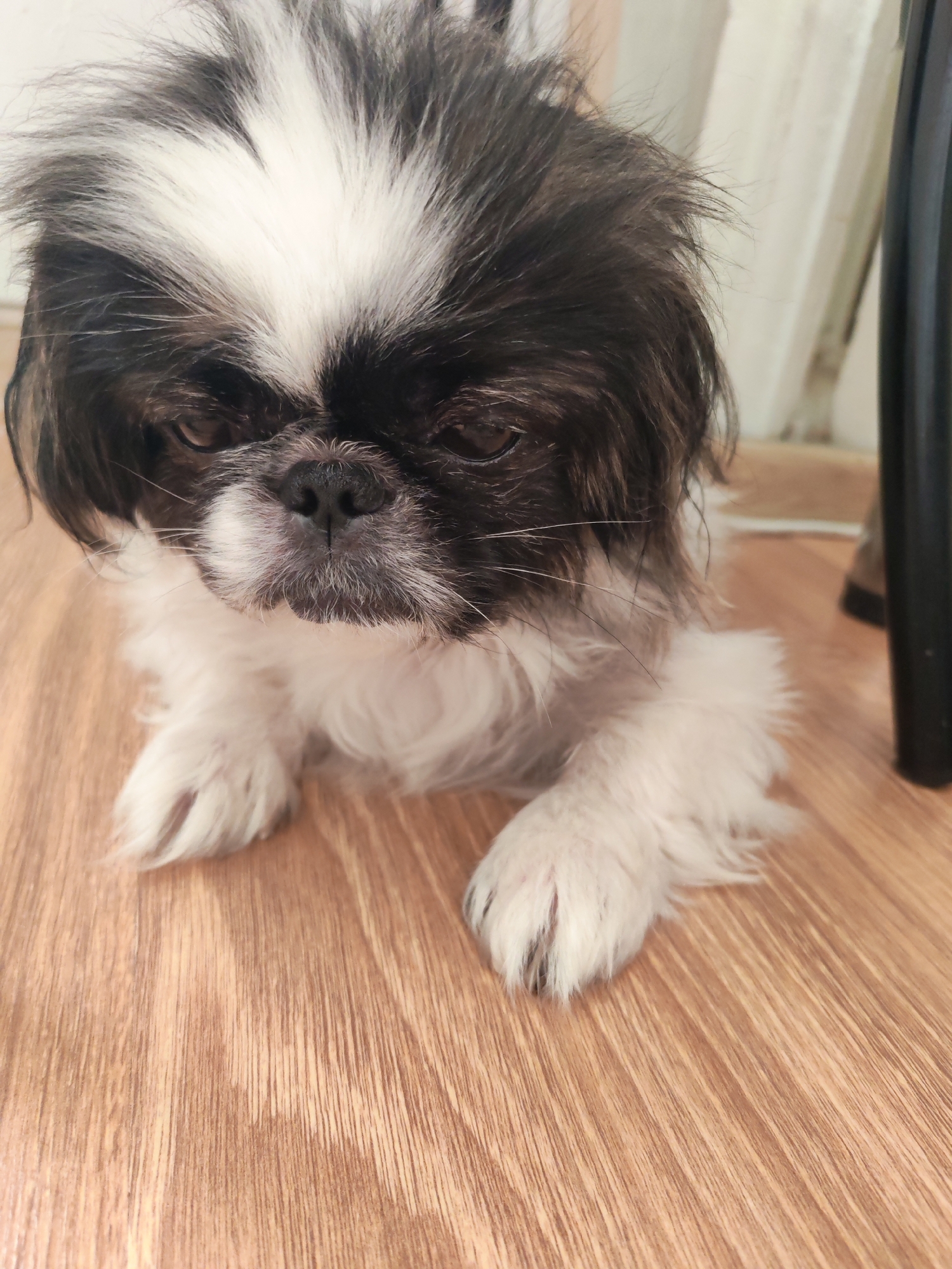 A black and white Shih Tzu dog is resting on a wooden floor. The dog's fur is fluffy, with black markings on its head and back, and white fur on its chest and legs. The dog is looking down with its head tilted slightly. The background is blurred, but appears to be an indoor setting with some light-colored curtains and a dark object, possibly furniture, on the right side. The image does not provide any information about the location in Izhevsk, Russia.