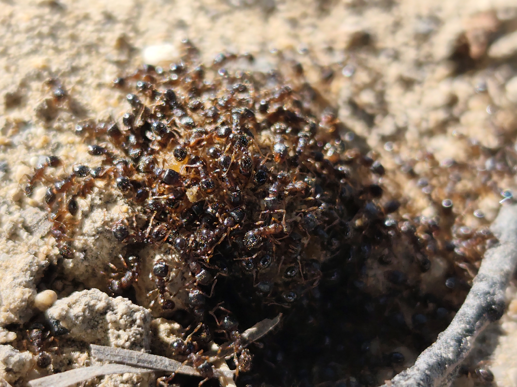 A macro photograph shows a large aggregation of dark brown ants, with some appearing black, clustered on the ground. The ground is composed of light-colored, granular soil and small pebbles. The ants are densely packed, suggesting they are engaged in an activity such as foraging or responding to a disturbance. Their bodies are segmented, with visible legs and antennae. The lighting suggests it is daytime, with highlights reflecting off the ants' exoskeletons. The background is out of focus, with the surrounding environment appearing as a blur of earthy tones. There is a small twig or piece of debris in the lower foreground.