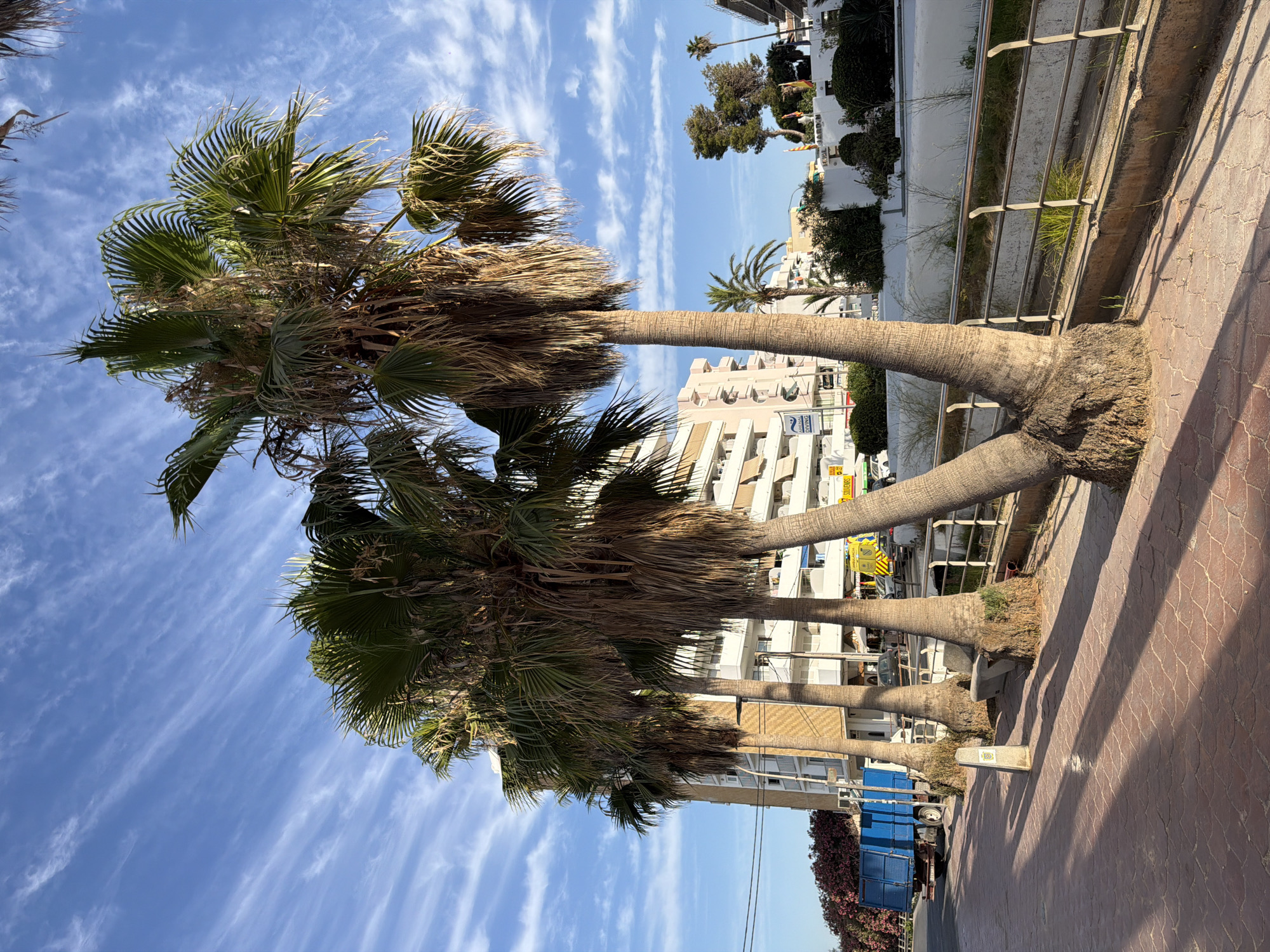 The image captures a sunny street scene in Sant Antoni de Portmany, Spain, characterized by a row of tall palm trees lining a pedestrian walkway. The walkway is paved with reddish-brown interlocking bricks, casting long shadows due to the low angle of the sun. In the background, a multi-story building with white balconies and beige accents stands prominently. To the left, a blue dumpster truck is parked, and further down the street, an ambulance with flashing lights is visible. The sky is a vibrant blue, streaked with thin, wispy white clouds. The overall impression is that of a typical Mediterranean coastal town on a clear day.