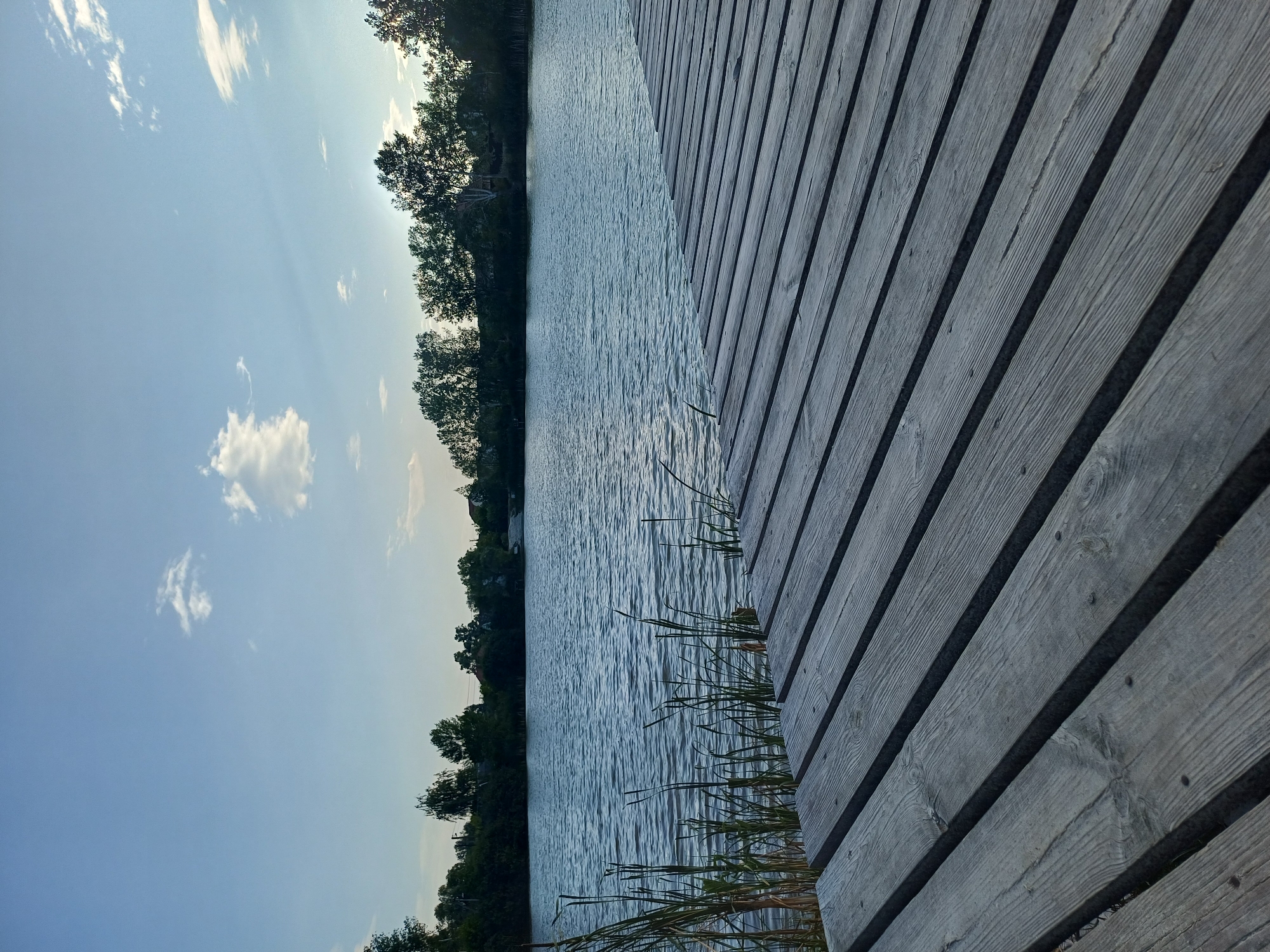 The image depicts a tranquil scene at a lake in Sulymivka, Ukraine. In the foreground, a wooden pier stretches diagonally across the frame, its weathered planks showing distinct wood grain and nail heads. The pier leads the eye towards the calm body of water, where gentle ripples disturb the surface, reflecting the soft, clear blue sky dotted with a few wispy white clouds. Tall green reeds or grasses stand on the left edge of the pier, close to the water. The background features a dense line of dark green trees and foliage bordering the lake, with glimpses of houses or structures nestled amongst them. The overall impression is one of natural serenity and a peaceful waterside setting. There are no people or animals visible in the image, and no actions or interactions are depicted.