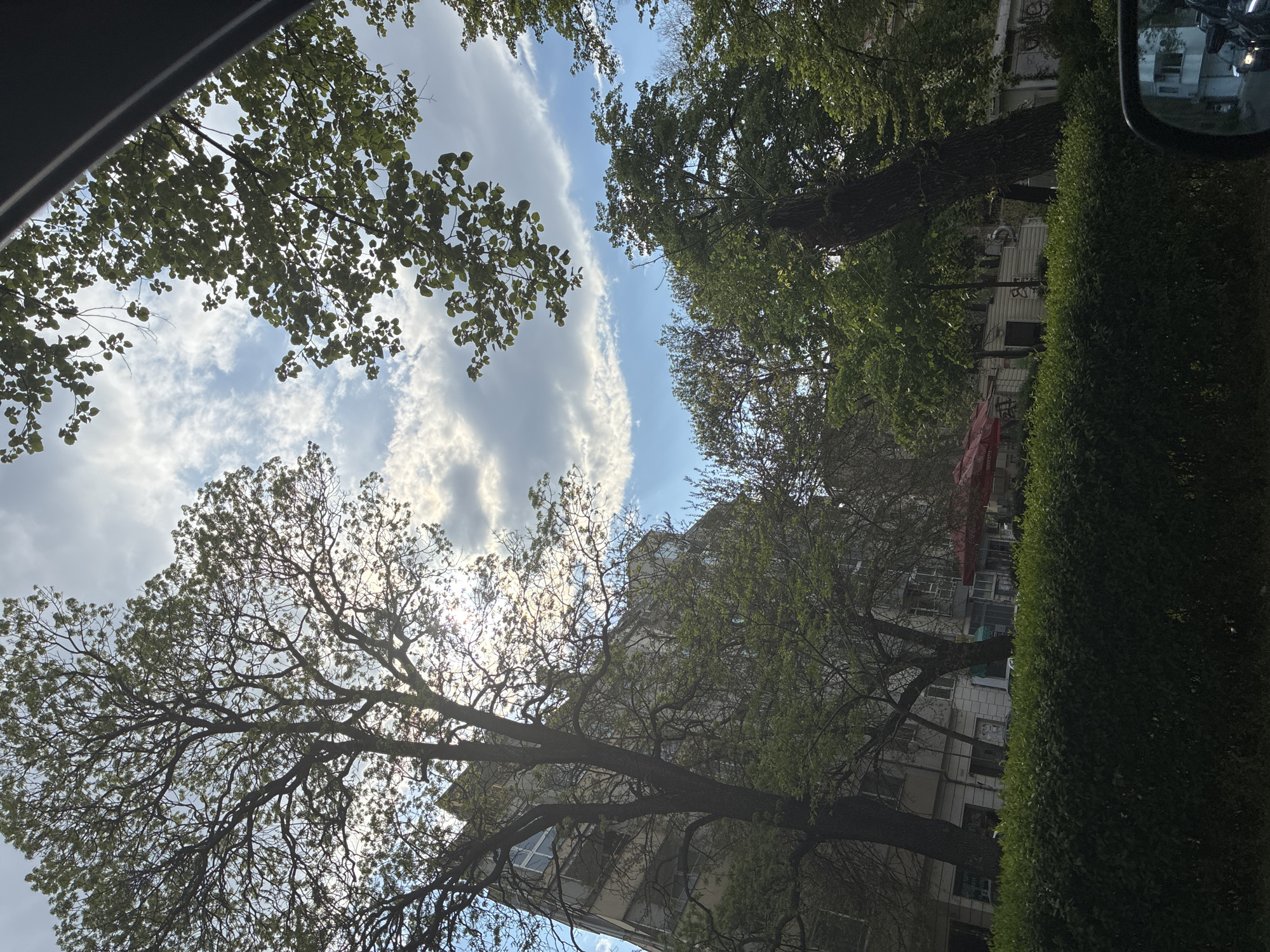 The image captures an upward-looking perspective of an urban environment in Plovdiv, Bulgaria, framed by tree canopies and hints of architecture. The sky dominates the upper and central portions, displaying a bright blue expanse streaked with elongated, wispy white clouds. Sunlight filters intensely through the leaves, creating bright flares and backlighting the foliage.
Numerous trees with varying densities of green leaves and visible branches occupy much of the frame. A large tree with a prominent, gnarled branch structure and new spring leaves is visible in the lower-left and center. Other trees with denser foliage appear on the right and upper left.
Behind and between the trees, sections of multi-story buildings are discernible, suggesting apartment blocks or commercial structures. A dense, dark green hedge forms a boundary on the right side of the image. A red awning or umbrella, with the brand name "Coca-Cola" partially visible in white text, is seen near a building. Indistinct markings, possibly graffiti, are faintly visible on a building wall.
The photograph appears to have been taken from within a vehicle, looking up, indicated by a dark grey structure in the top-left corner, likely a car's interior trim or window frame, and a car's side mirror visible on the far right. The time of day is bright daylight, with clear to partly cloudy weather. No specific activity or event is depicted. The scene conveys a peaceful, verdant view of a city street or courtyard on a sunny day.