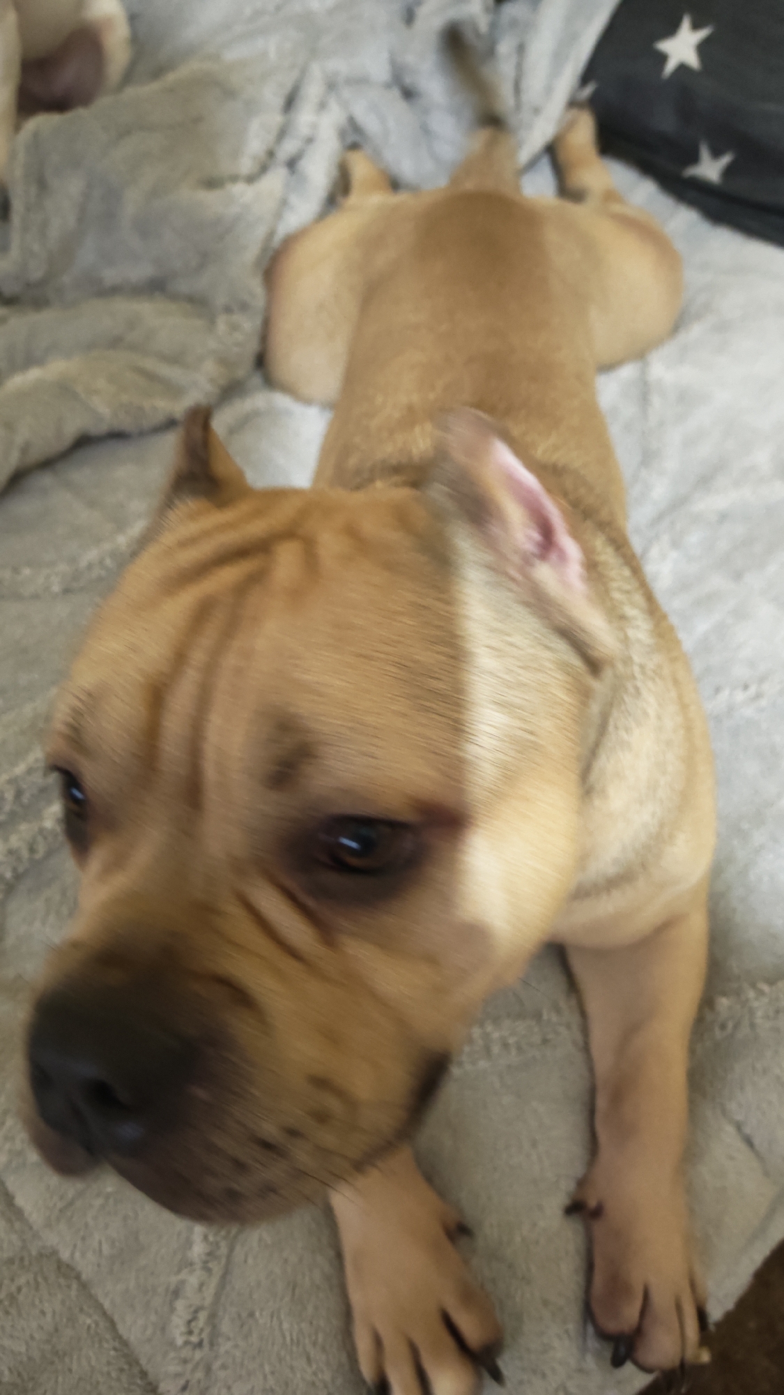 A tan-colored dog is lying on a light gray blanket. The dog is positioned with its head towards the viewer and its body stretched out behind it, with its paws extended on the blanket. The dog has cropped ears. Part of a dark-colored object with white stars is visible in the upper right corner. The blanket has a textured, quilted pattern. The location is not discernible in this image to determine if this is Plovdiv, Bulgaria.