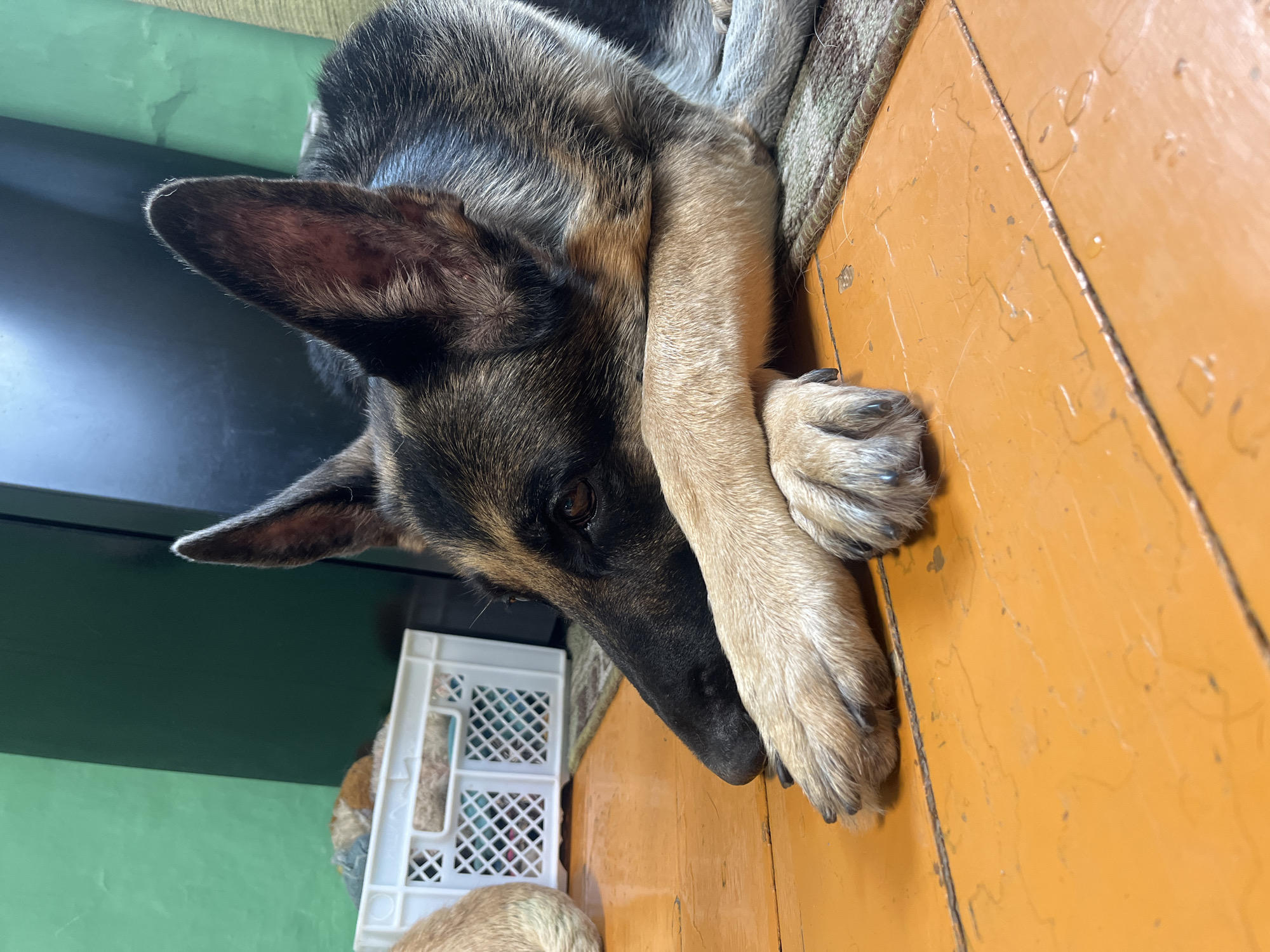 An adult German Shepherd dog is lying down on a wooden floor with its front paws crossed, resting its head on them. The dog's fur is black, tan, and gray. The floor is painted orange and appears worn. To the left of the dog, there is a white plastic crate filled with what appears to be blankets or bedding, and a portion of another dog or animal with tan fur is visible behind the crate. In the background, the wall is painted green. The scene is indoors, likely in a residential setting. There is no indication of the location being in Nizhny Tagil, Russia.