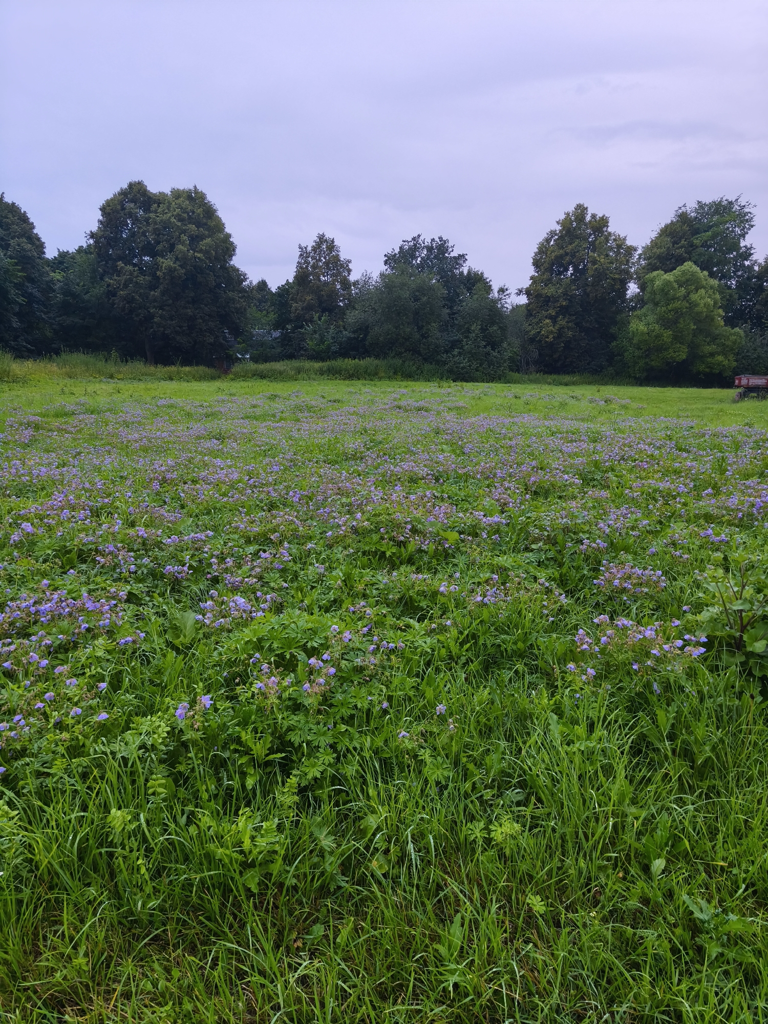 An outdoor, eye-level, vertical, medium shot captures a field dotted with purple wildflowers in Kosyaevo, Russia. The field extends from the foreground to a line of trees in the background, under a pale, overcast sky. In the far right background, a red agricultural trailer is visible. The overall scene is tranquil and natural.