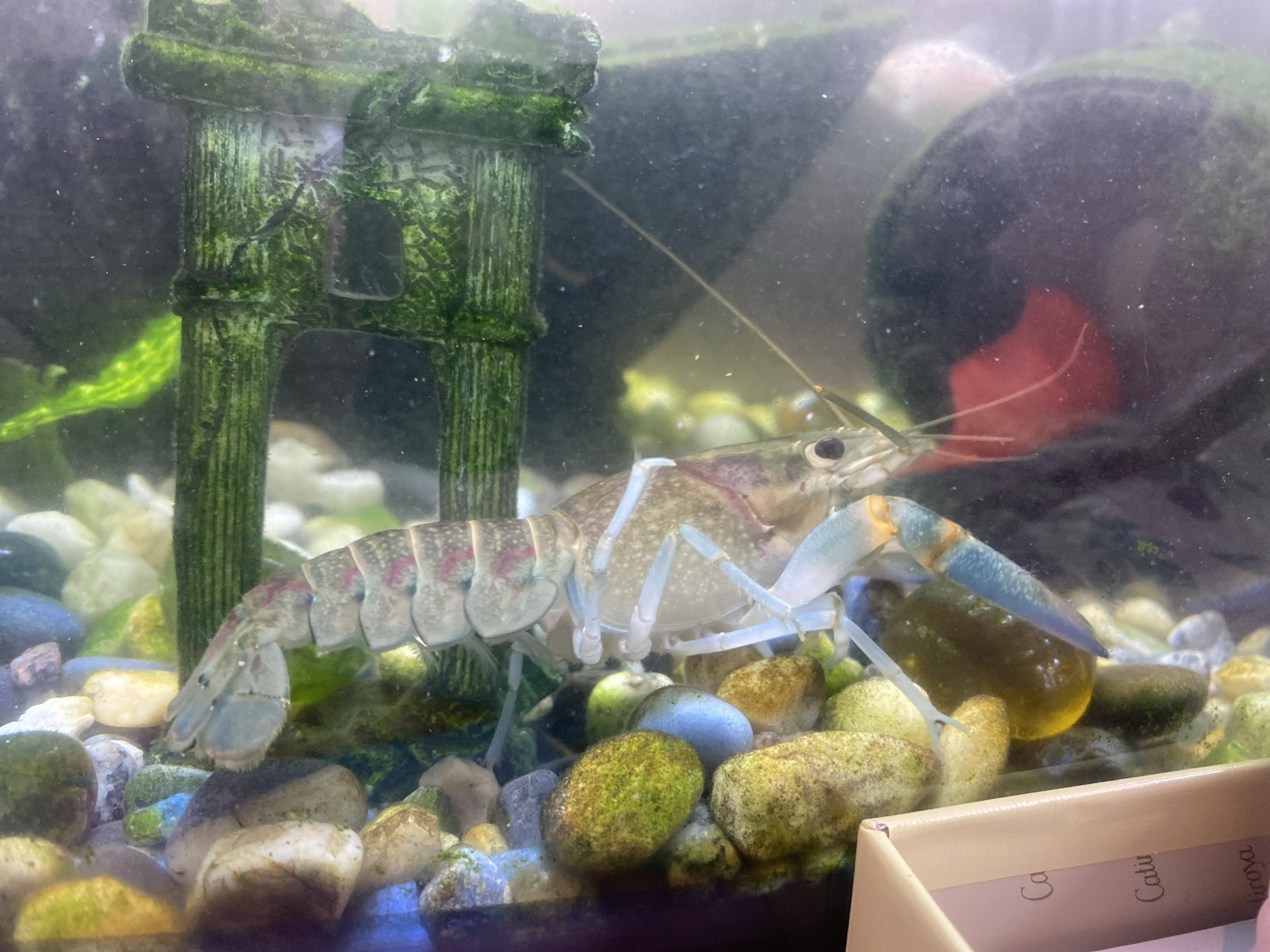 A crayfish rests on algae-covered rocks within an aquarium. A decorative green and algae-covered structure stands to the left, while a black moss ball with a red accent is visible in the background. The aquarium contains a substrate of colorful pebbles. A partially visible cardboard box is in the lower right corner.