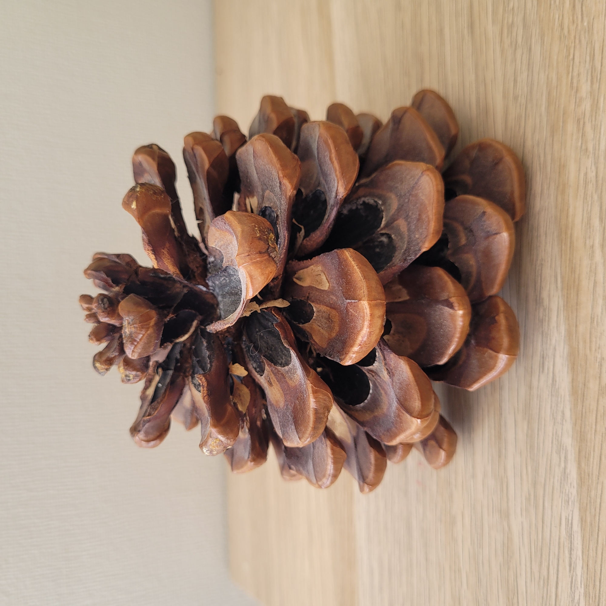 A brown pinecone sits centered on a light-colored wooden surface. The pinecone is detailed with individual scales, some of which appear slightly charred or darker at the tips. The background is a plain, light beige wall. The overall lighting is soft and even, suggesting an indoor setting. No people or actions are depicted.