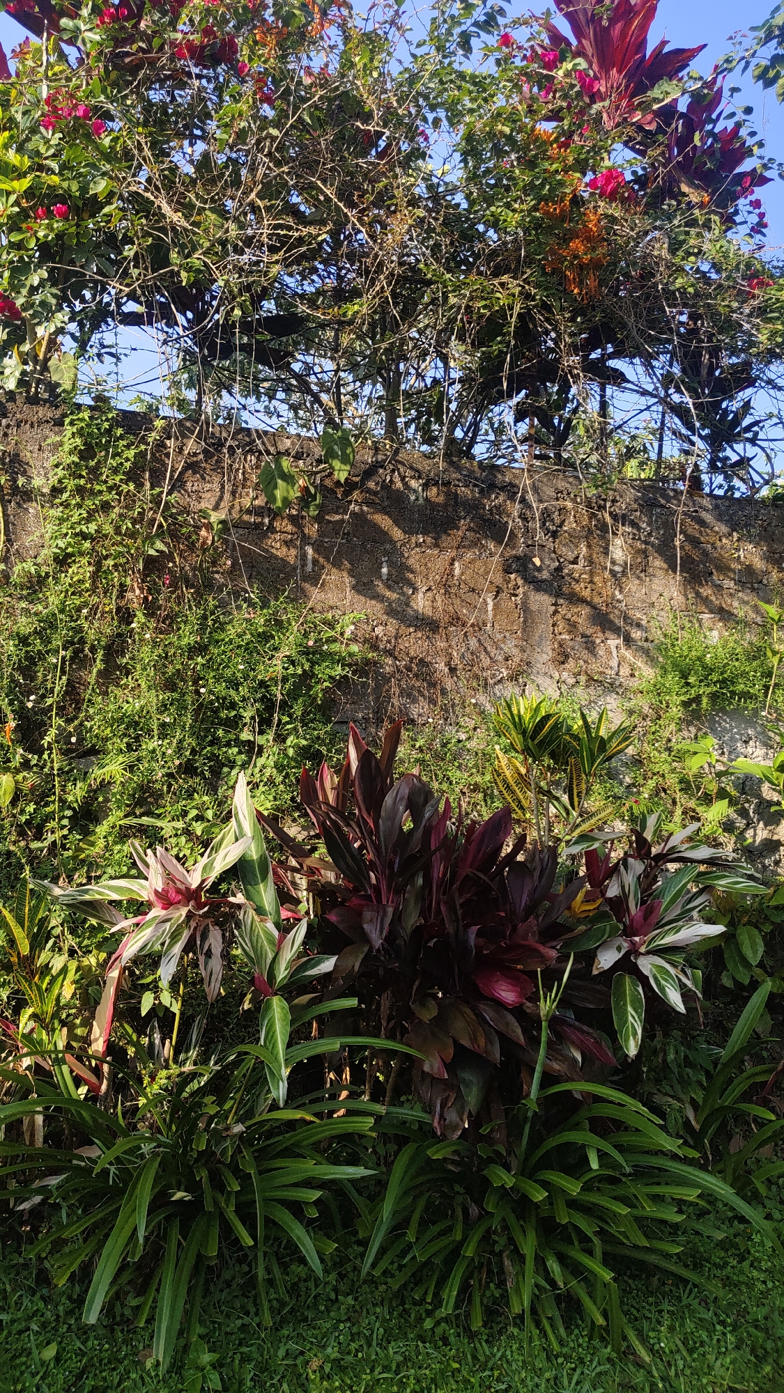The image depicts a lush garden scene against a textured, weathered stone wall. In the foreground, a variety of tropical plants are arranged, including broad-leaved plants with deep red and green foliage, as well as plants with striped green and white leaves. Behind these, a dense collection of long, green, strap-like leaves emerges from the ground. The stone wall, which appears to be part of a boundary or building, is partially covered by creeping vines and smaller green foliage. Above the wall, tree branches laden with green leaves and some small red and orange flowers are visible against a clear blue sky. The overall impression is one of abundant natural growth and a somewhat rustic, tropical environment. The scene is located in the city of Cisarua, Indonesia.