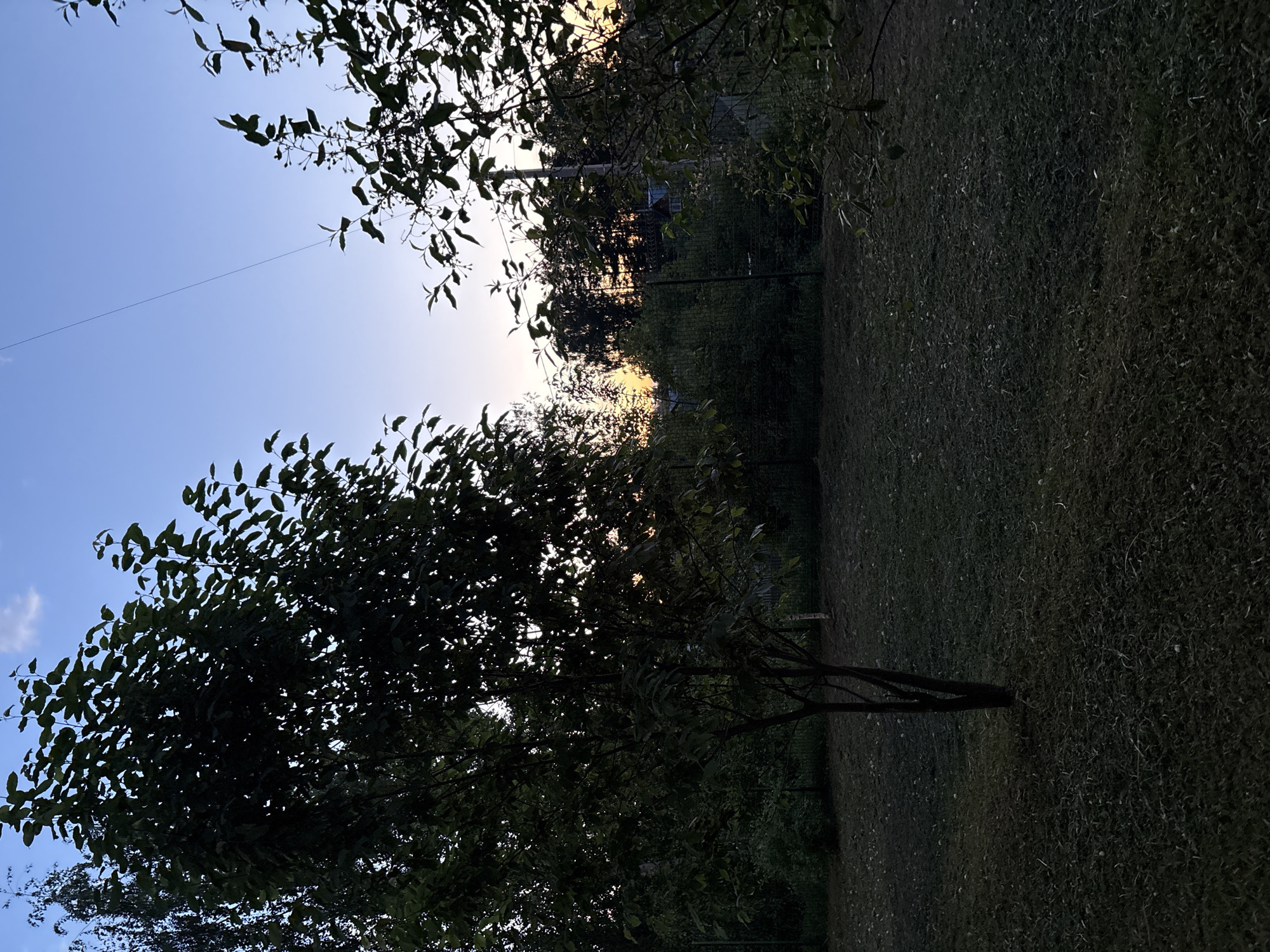 The image depicts a park or green space, possibly in the city of Chaikovsky, Russia, based on the prompt. The photograph is taken at dusk or twilight, evidenced by the fading light in the sky. The foreground features a young tree with thin branches and leaves, silhouetted against the sky. The background consists of a grassy area and denser foliage, suggesting a wooded or landscaped environment. A thin wire or cable is visible running across the upper portion of the frame. The scene appears still and quiet, with no discernible human presence or activity.