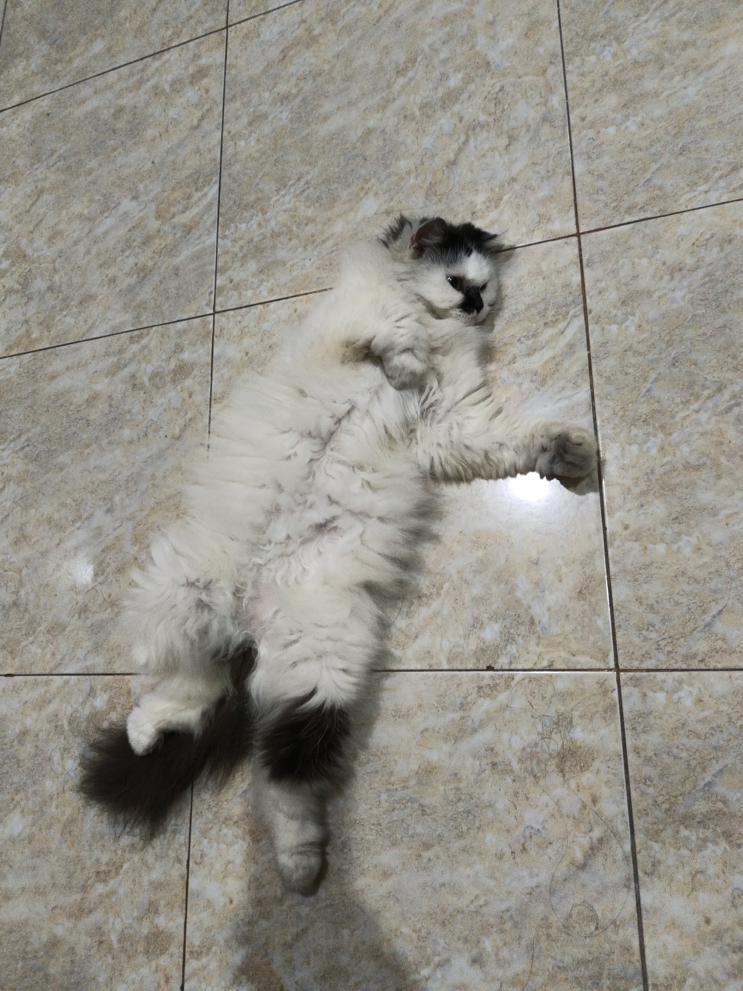 In Karangpakel, Indonesia, a long-haired cat with white and black fur is lying on its back on a tiled floor. The cat is positioned diagonally across the frame, with its head at the top left and its hindquarters and tail towards the bottom right. Its belly is exposed, and its legs are splayed out. The tiled floor appears to be light brown or beige with a marbled pattern and visible grout lines. There is a bright reflection on the floor near the cat's front right paw. The lighting suggests an indoor environment, possibly a home.