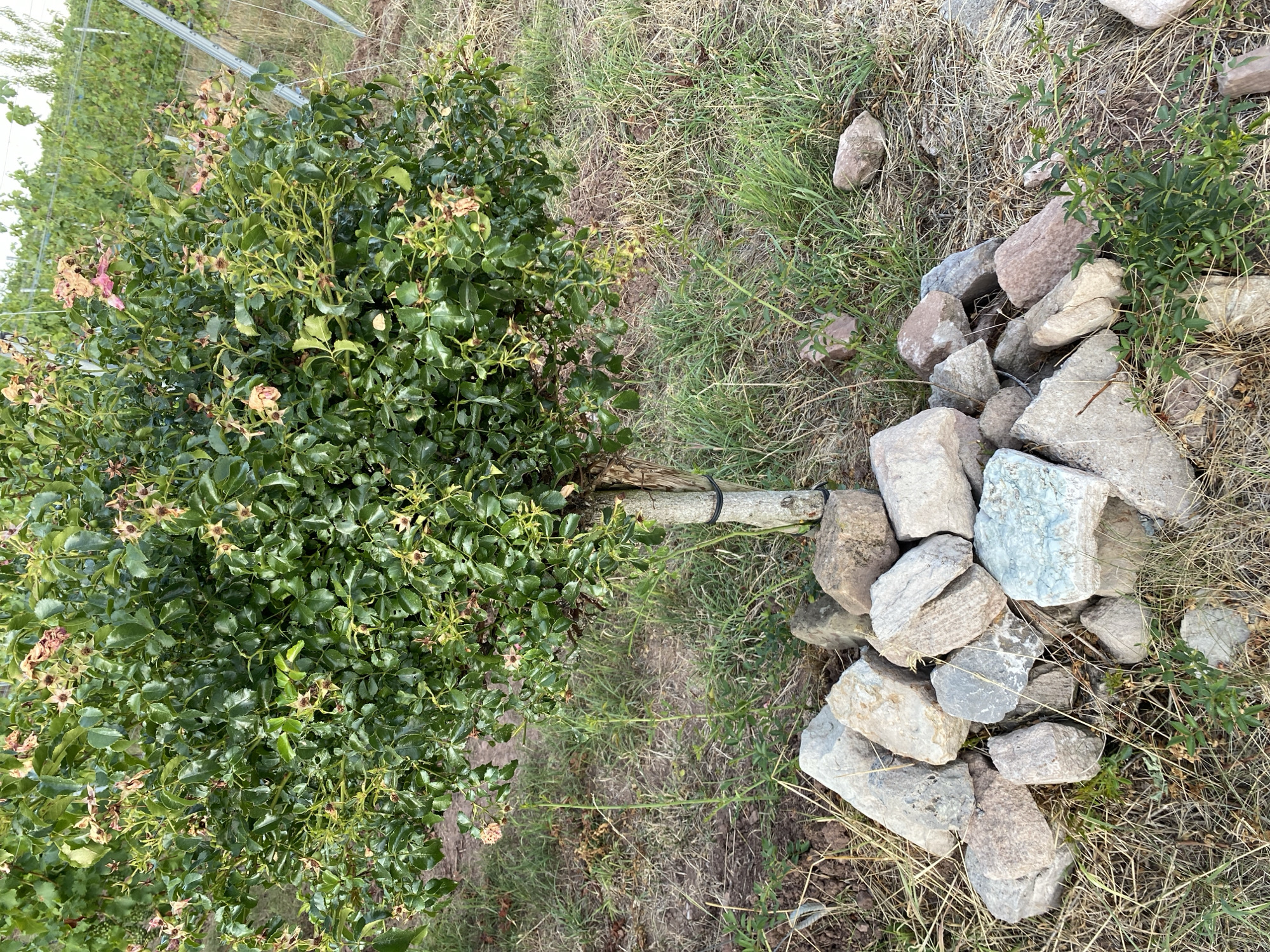 The image shows a rose bush with green leaves and some faded pink blossoms, planted outdoors in Korb, Germany. The bush is situated in a field with dry grass and some small green weeds. A pile of grey and pink rocks is gathered around the base of the rose bush. In the background, there are rows of grapevines with trellises, suggesting a vineyard or agricultural setting. The lighting suggests it is daytime.