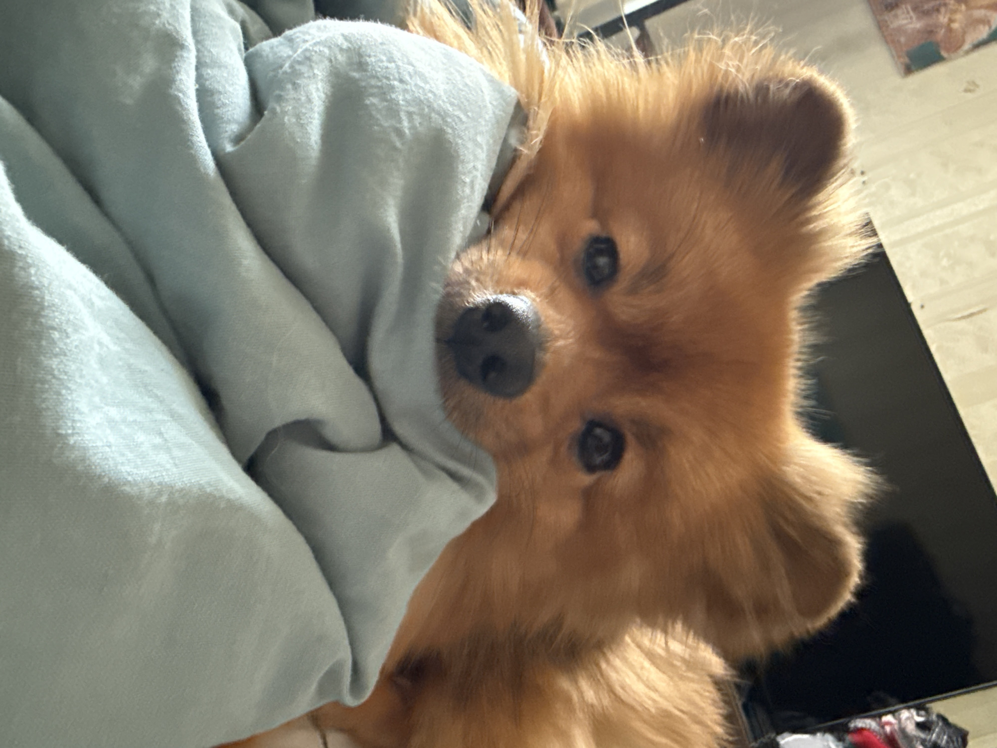 The image shows a close-up of a small, fluffy, tan-colored dog with large ears. The dog is lying down with its head resting on a folded light blue blanket or sheet. Its eyes are dark and appear to be looking directly at the camera. The dog's snout is partially obscured by the blanket. In the background, a television screen is visible, as well as a blurry portion of a wall with some decor. This scene appears to be indoors, likely in a residential setting, and there are no immediate indications of its specific location within the city of Khimki, Russia.