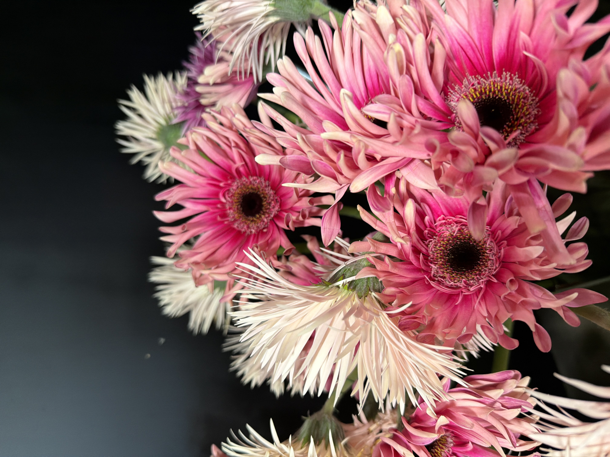 This media file is a close-up, macro shot of a bouquet of pink and white gerbera daisies against a dark, out-of-focus background. The flowers are the sole subject, filling the right side of the frame. Their petals are delicate and numerous, with the pink flowers displaying vibrant magenta and lighter pink hues, while the white flowers have a slightly creamier tone. The centers of the pink gerberas are dark, with visible stamens. The lighting highlights the textures of the petals, creating a soft, almost ethereal glow on some of them, particularly the white ones. The dark background creates a strong contrast, making the colors and details of the flowers stand out prominently. There is no visible text, nor any indication of the time of day, weather, or specific location. The overall mood conveyed is one of natural beauty and tranquility, with the focus solely on the intricate details of the floral arrangement.