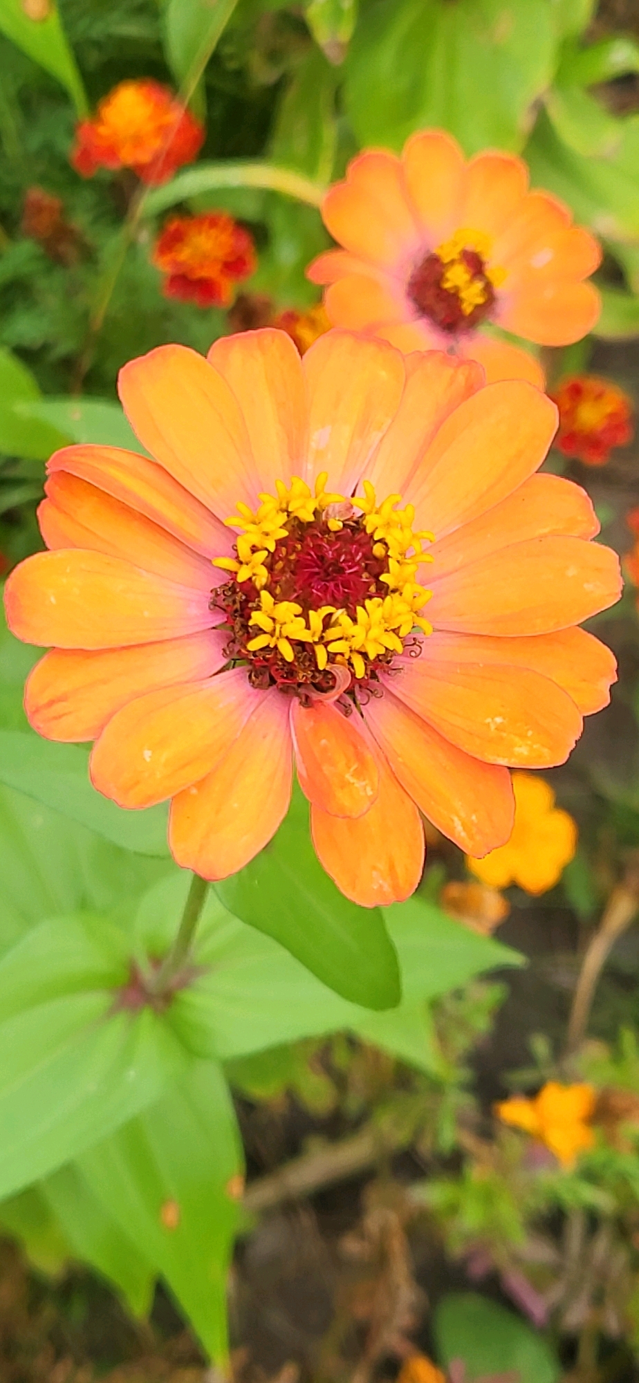 A close-up, vertical, eye-level shot shows an orange zinnia flower in focus, with its petals radiating outwards from a dark red center adorned with small yellow florets. The background is softly blurred, revealing other orange flowers, green leaves, and hints of darker soil. The overall lighting is natural and bright, suggesting an outdoor setting during daylight. There are no people or discernible actions occurring within the frame. The image does not contain any elements that would allow for identification of a specific location within the city of Oskemen, Kazakhstan.