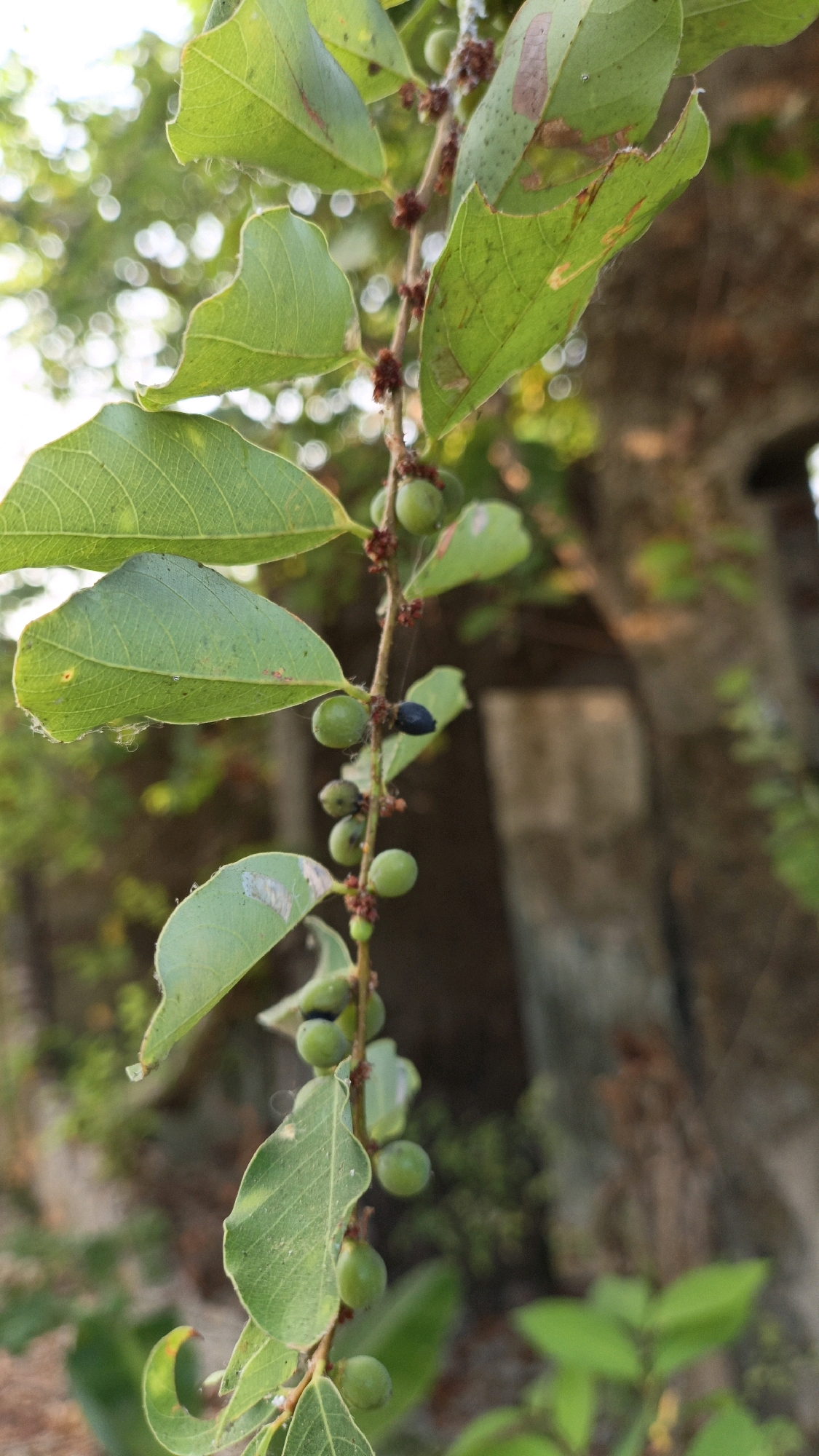 In Cikal, Indonesia, a close-up, eye-level shot captures a branch of a tree with several small, green, unripe fruits and some mature, dark purple fruits. The branch itself is slender and brown, with a rough texture, and it is adorned with small, reddish-brown buds or remnants of flowers. Numerous green leaves, some with slightly torn or damaged edges, are attached to the branch, displaying visible veins. The background is softly blurred, showing hints of other foliage and what appears to be a weathered, light-colored wall or structure. The lighting suggests it is daytime, with soft, diffused sunlight filtering through.