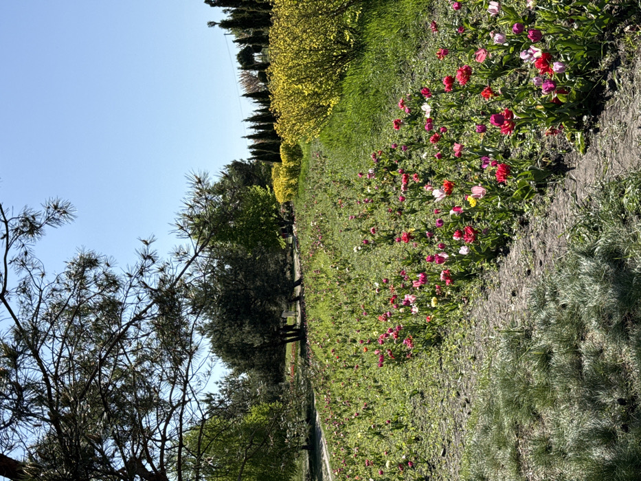 A view of a garden in Kopyliv, Ukraine, located at latitude: 50.417, longitude: 29.936. The image depicts a dirt path bordered by a row of colorful tulips, primarily pink and red, interspersed with some white and yellow flowers, and a small patch of green grass. The path leads toward a line of green trees. Beyond the trees, there is a bush with yellow blossoms. The sky is blue and clear, with no clouds present.